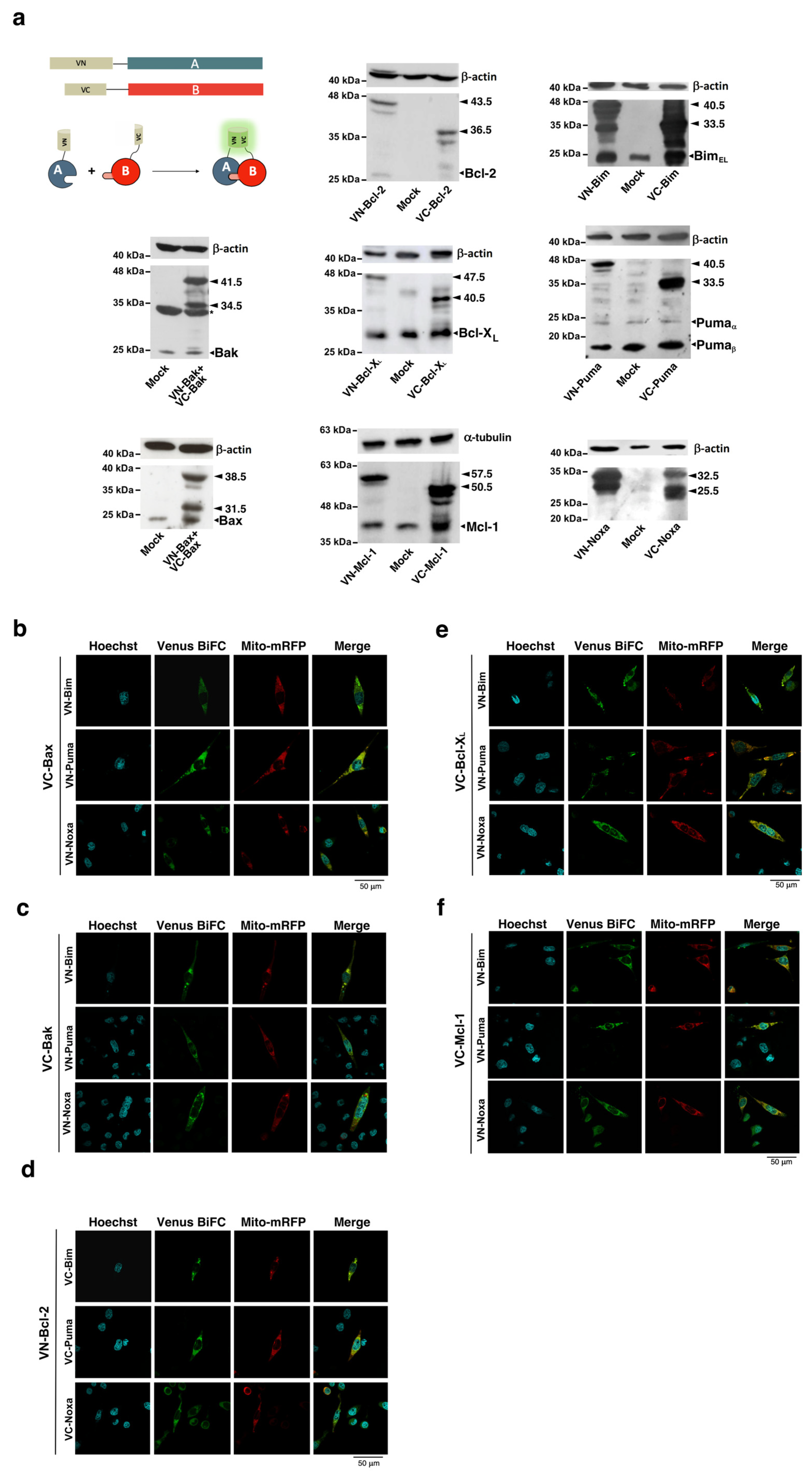 Cells 12 00800 g001 Cells 12 00800 g001