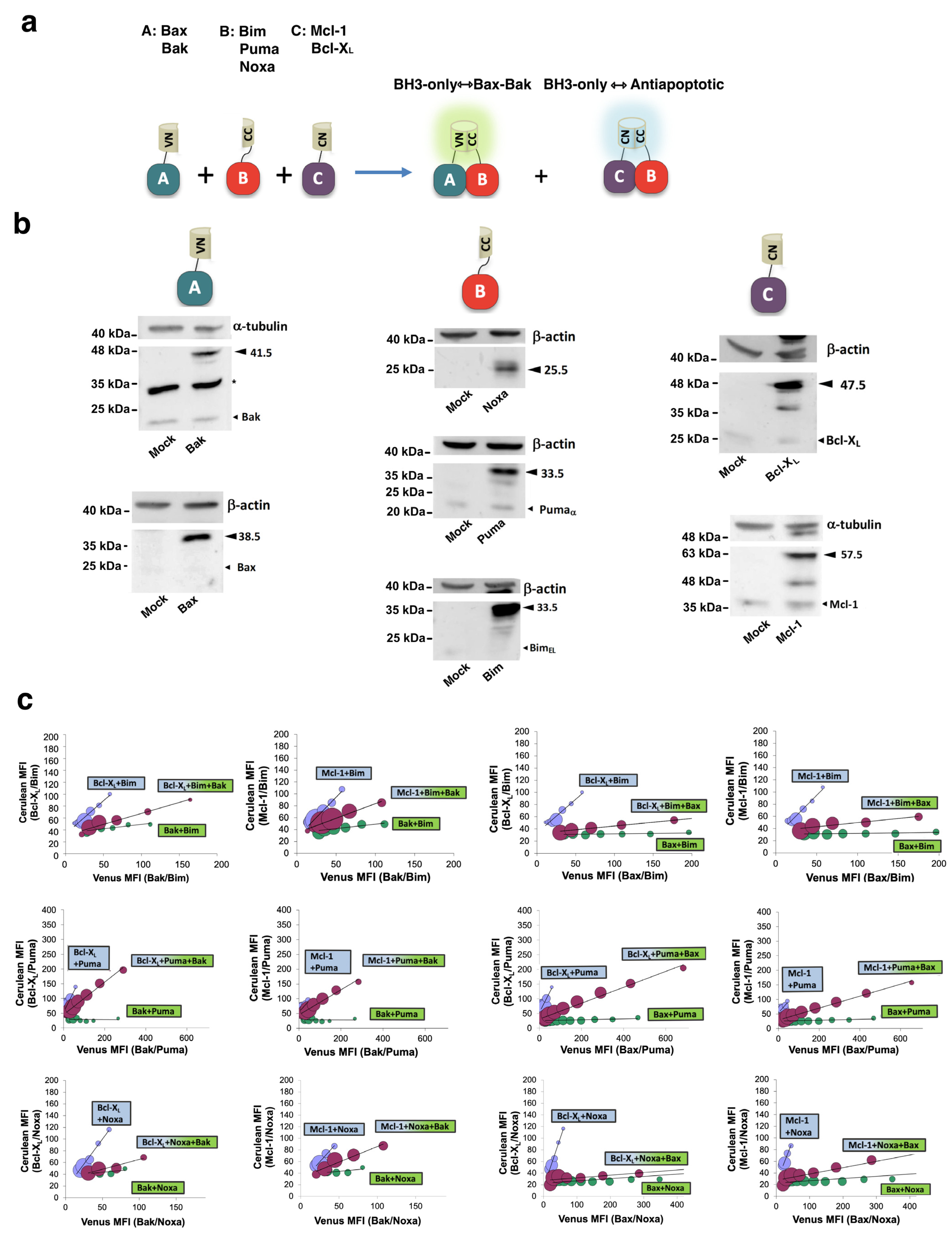 Cells 12 00800 g003 Cells 12 00800 g003