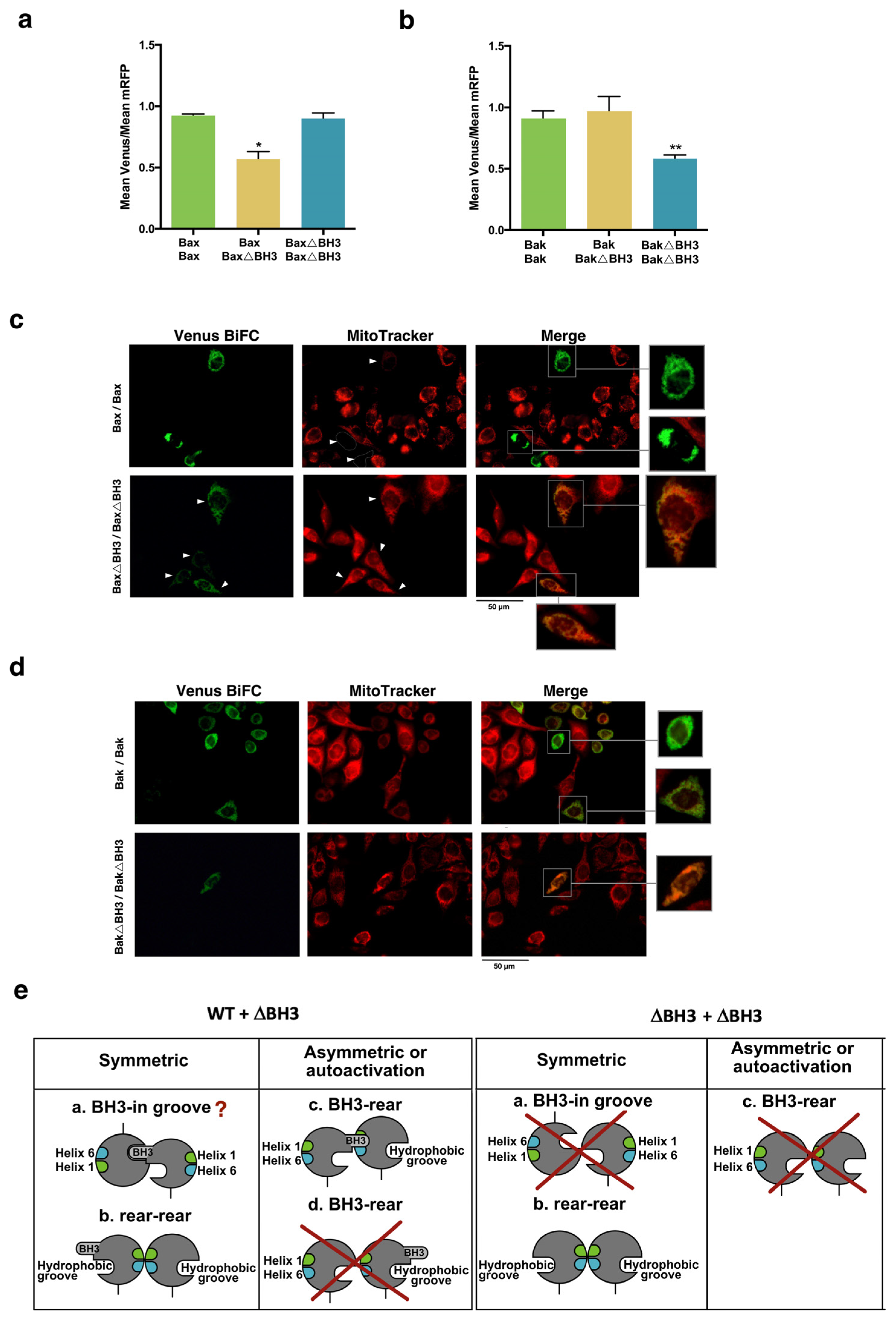 Cells 12 00800 g007 Cells 12 00800 g007