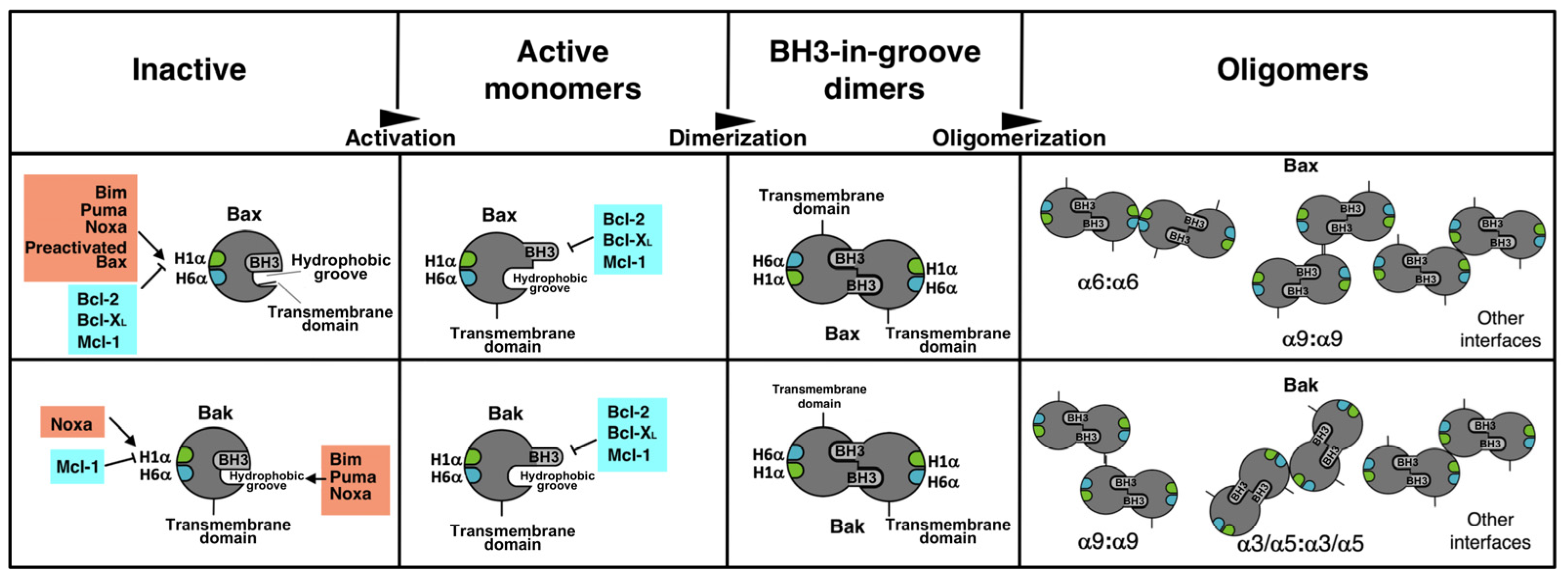 Cells 12 00800 g009 Cells 12 00800 g009