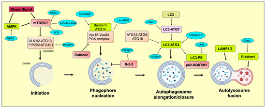 Targeting Autophagy Using Long Non-Coding RNAs (LncRNAs