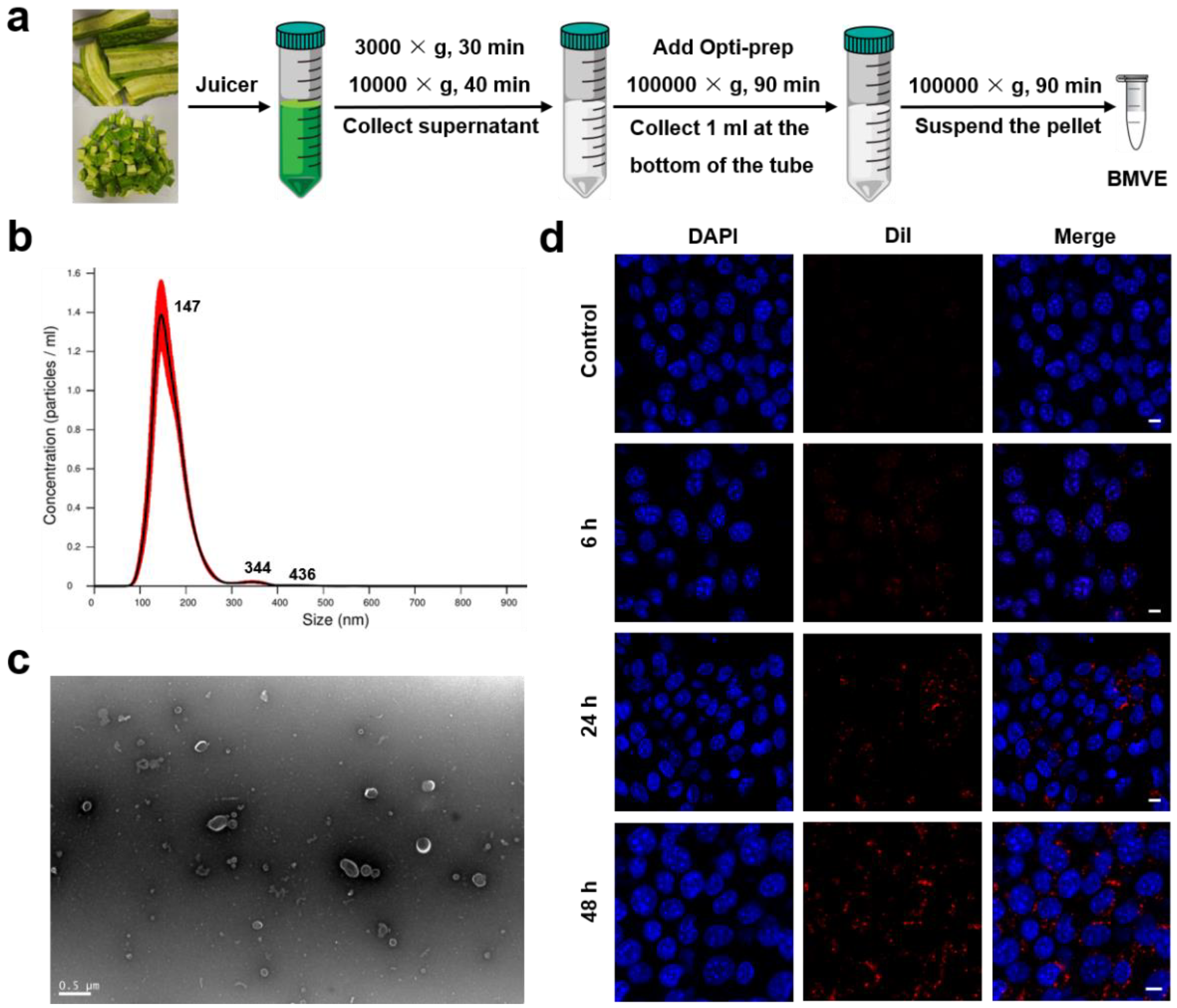 Cells 12 00824 g001 Cells 12 00824 g001