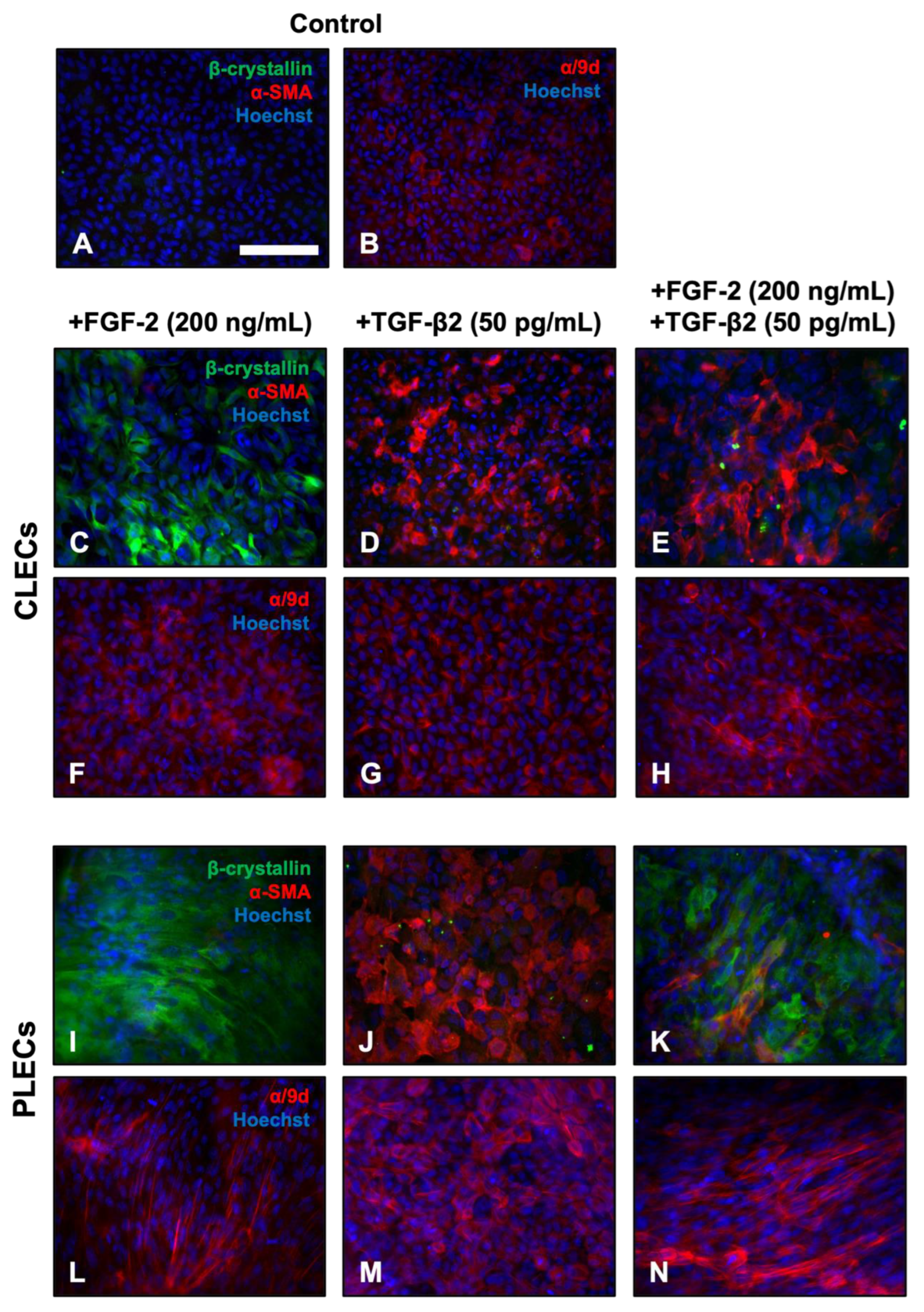 Cells 12 00827 g003 Cells 12 00827 g003
