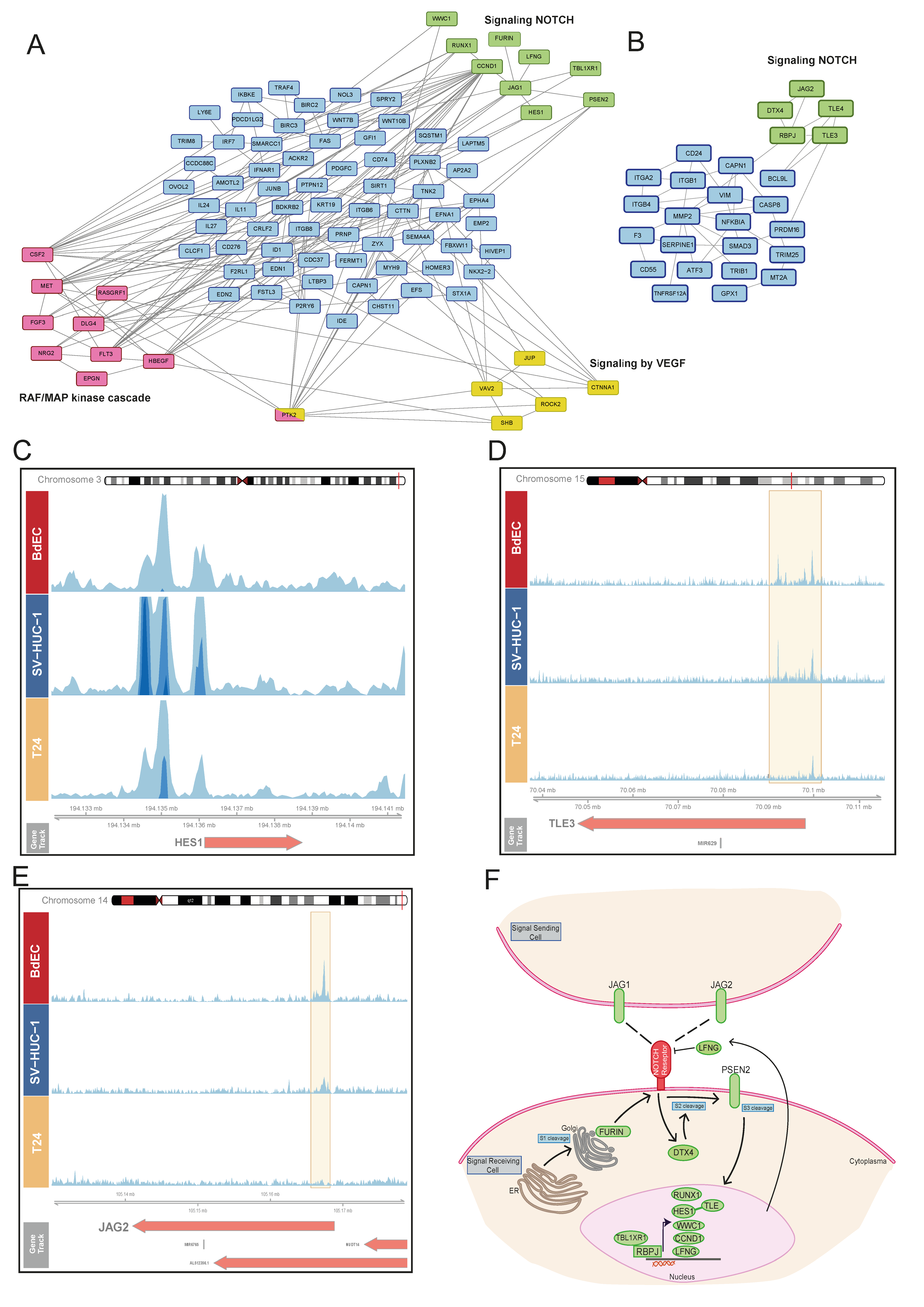 Cells 12 00836 g003 Cells 12 00836 g003