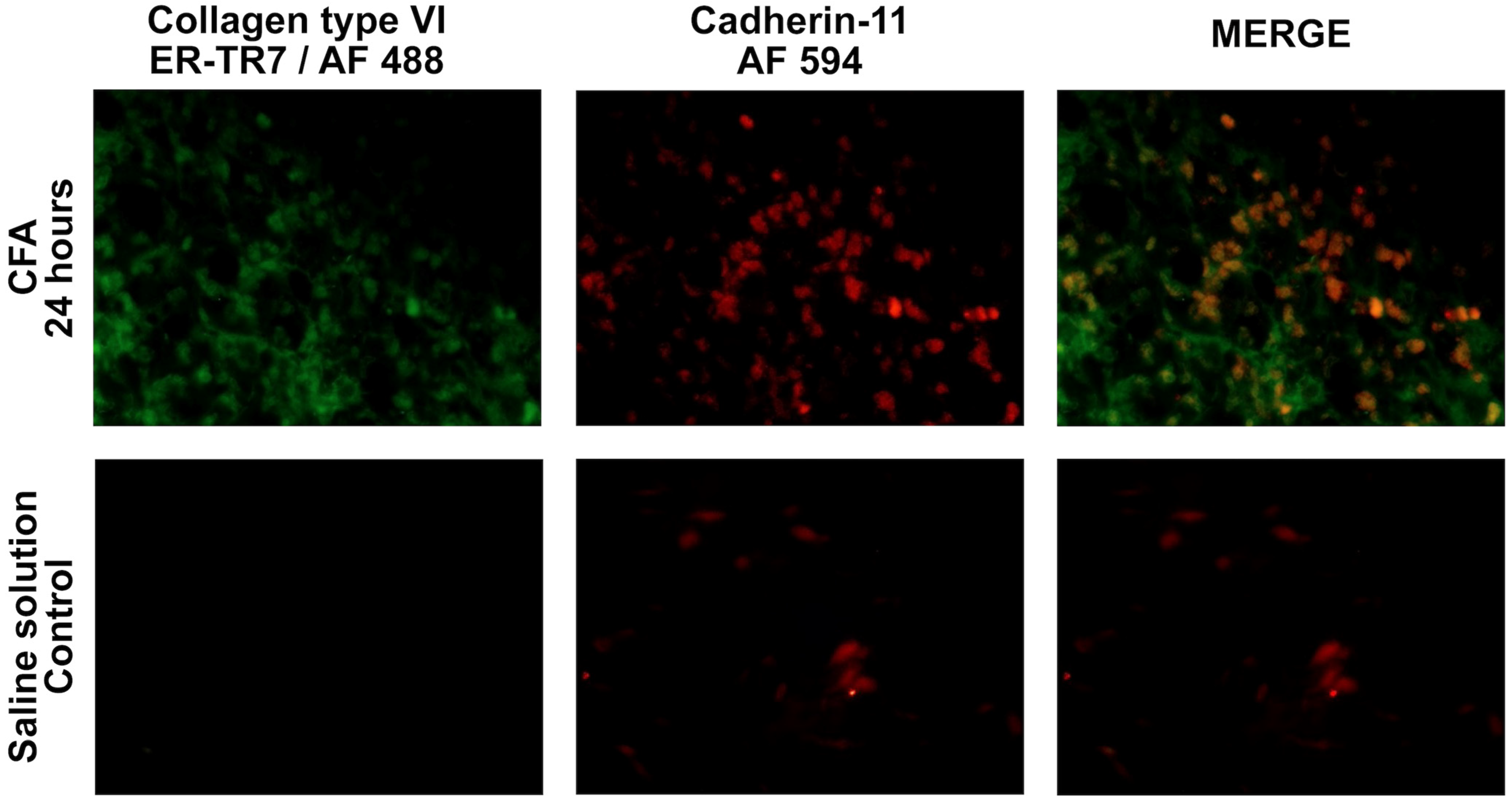 Cells 12 00842 g006 Cells 12 00842 g006