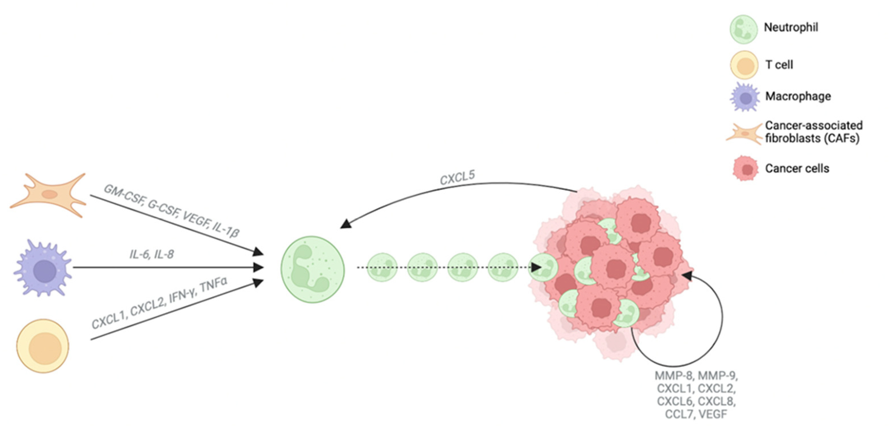 Cells 12 00846 g004 Cells 12 00846 g004
