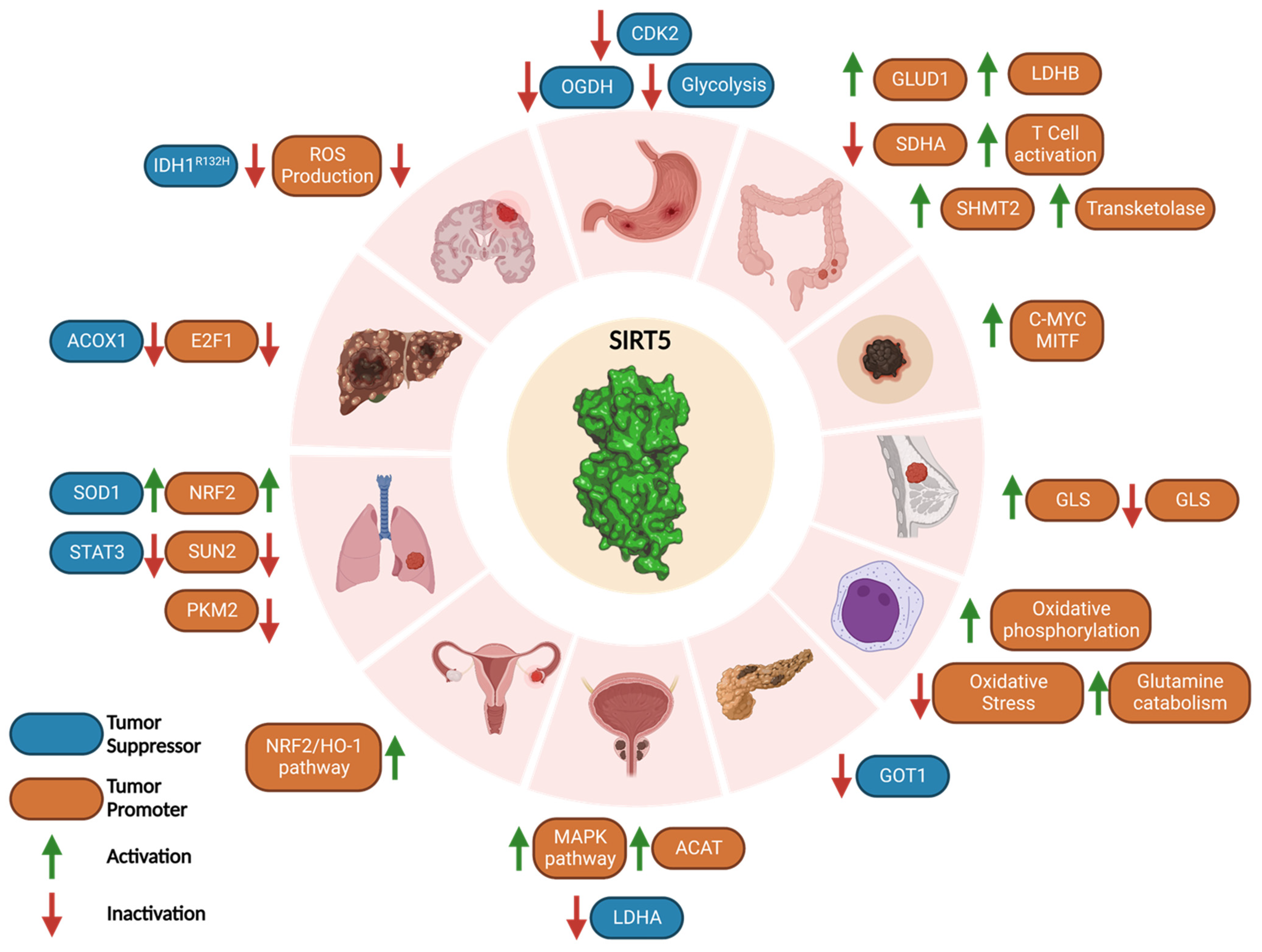 Cells 12 00852 g004 Cells 12 00852 g004