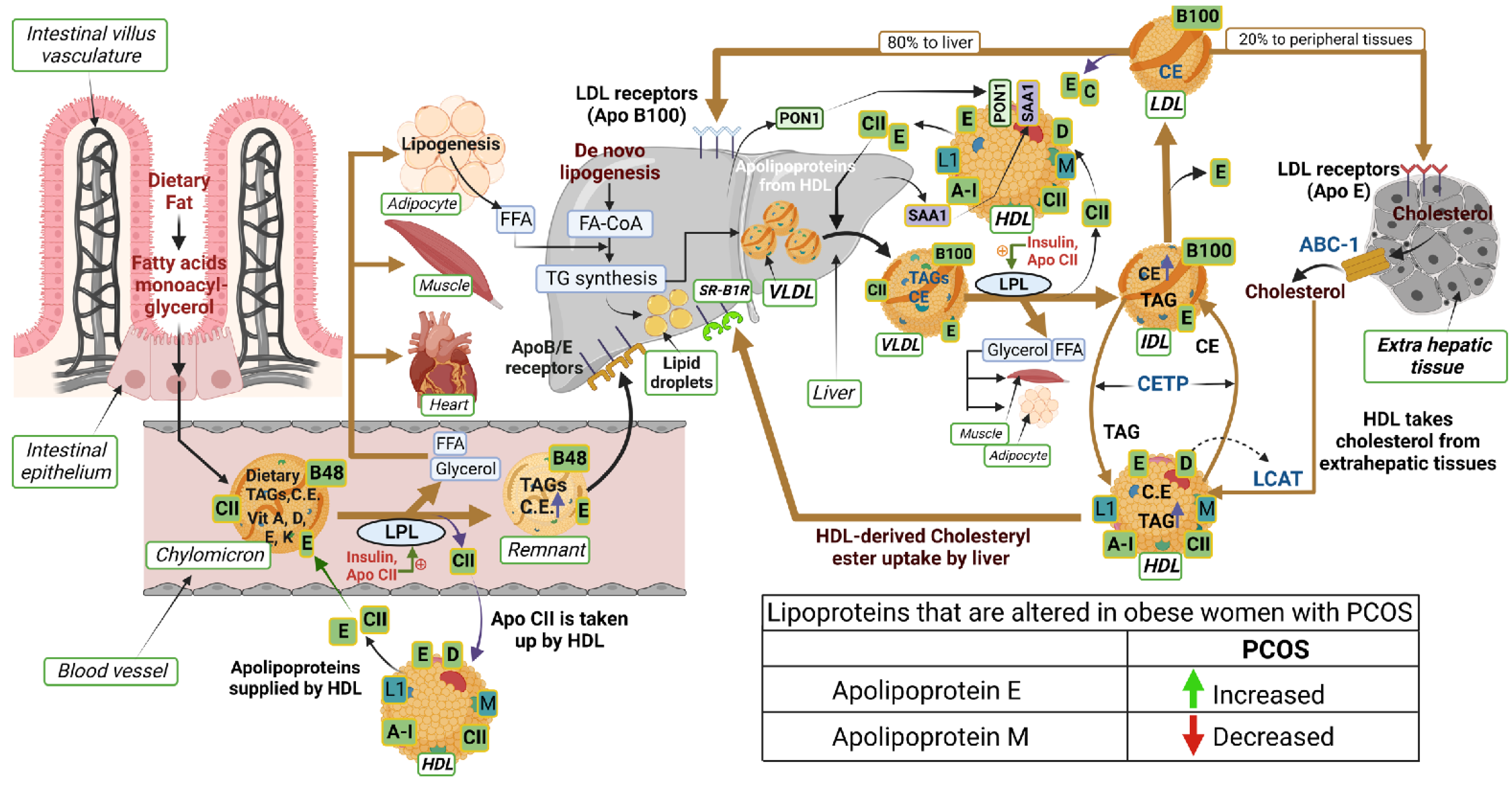 Cells 12 00855 g001 Cells 12 00855 g001
