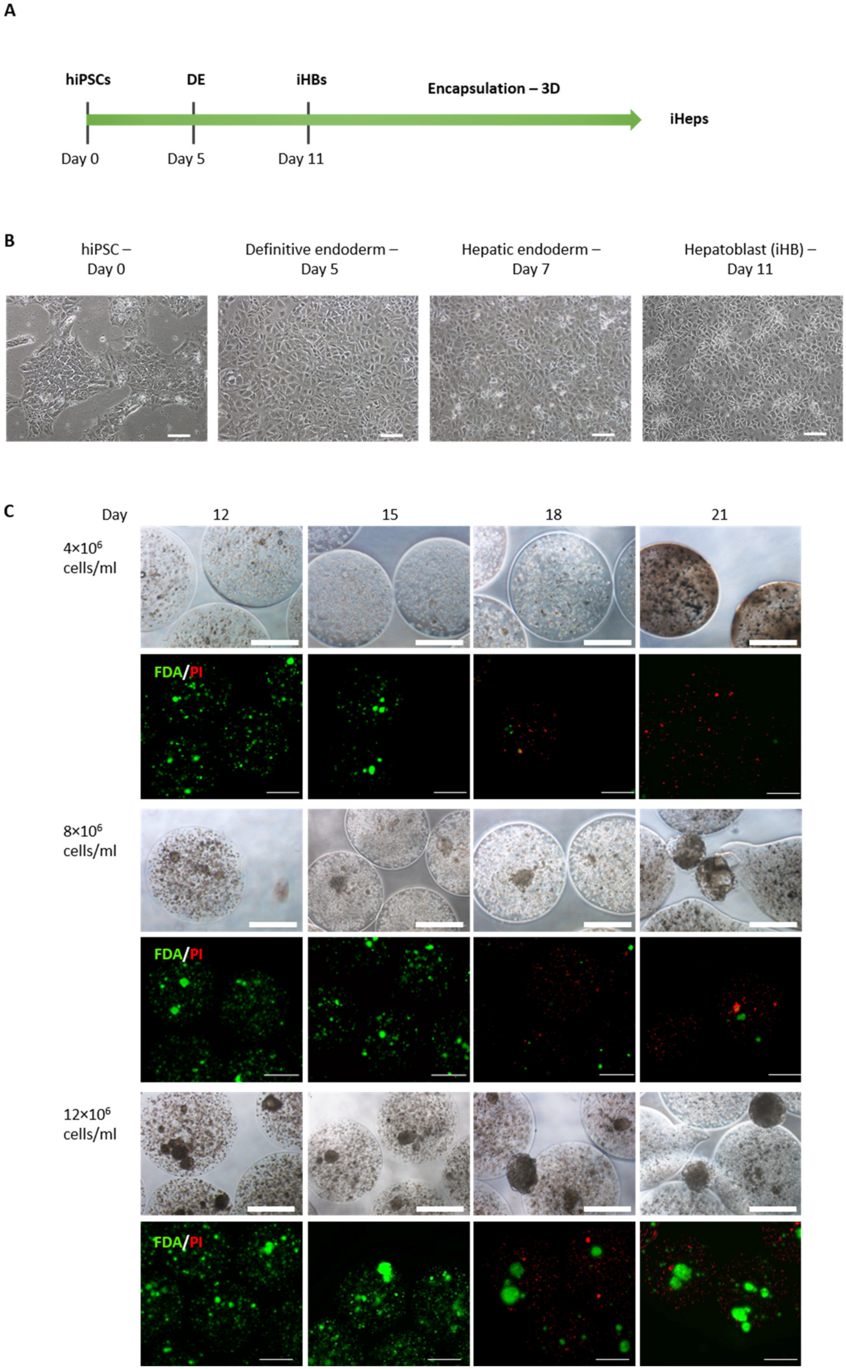 Cells 12 00865 g001 Cells 12 00865 g001