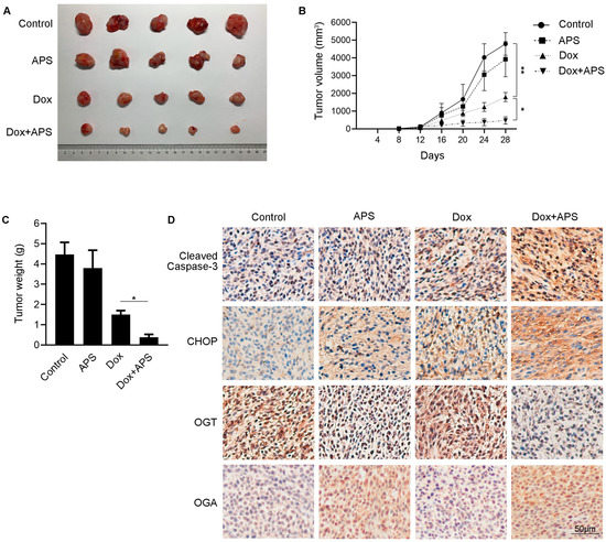 Astragalus Polysaccharide Promotes Doxorubicin-Induced