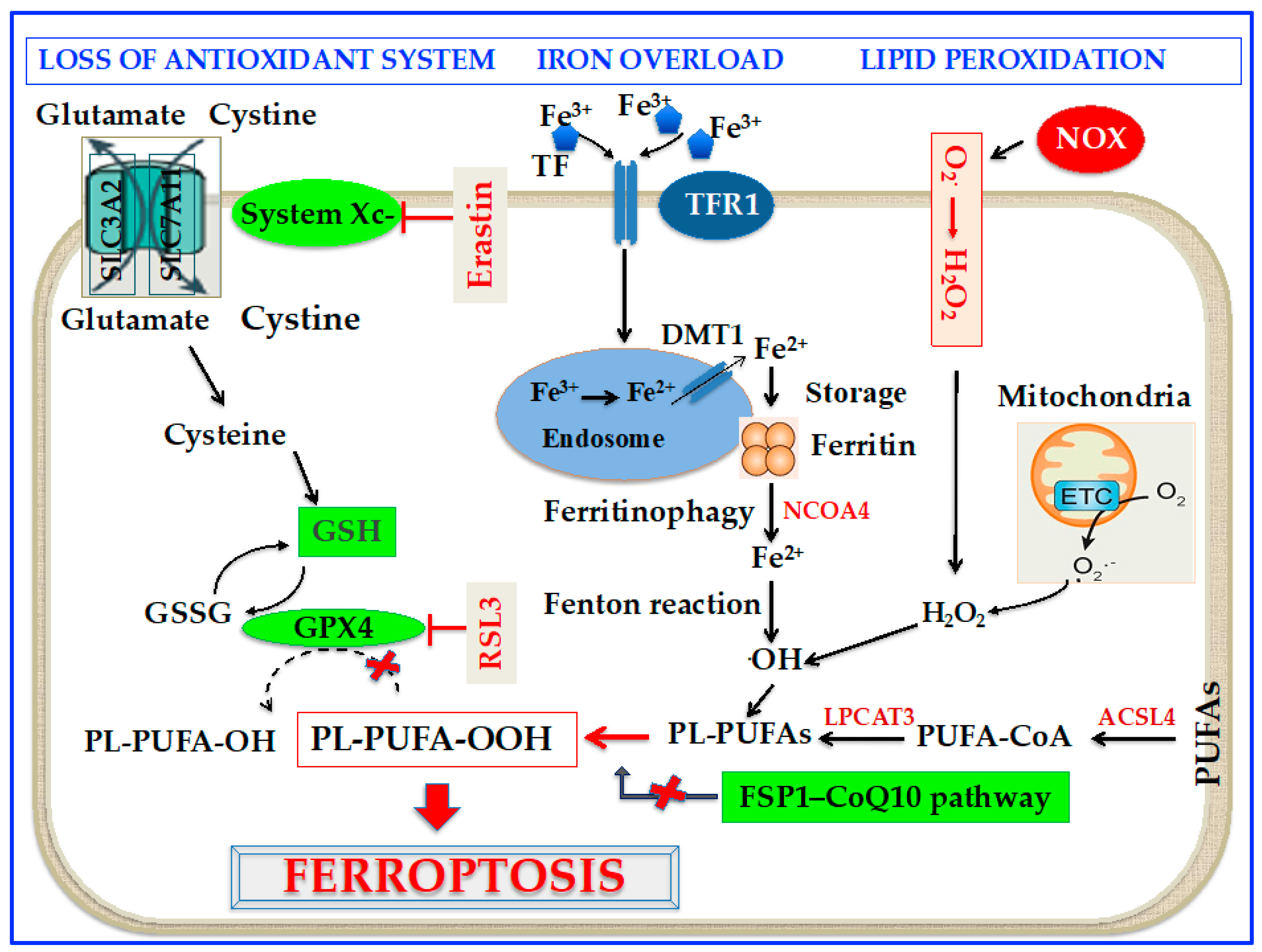 Cells 12 00867 g001 Cells 12 00867 g001