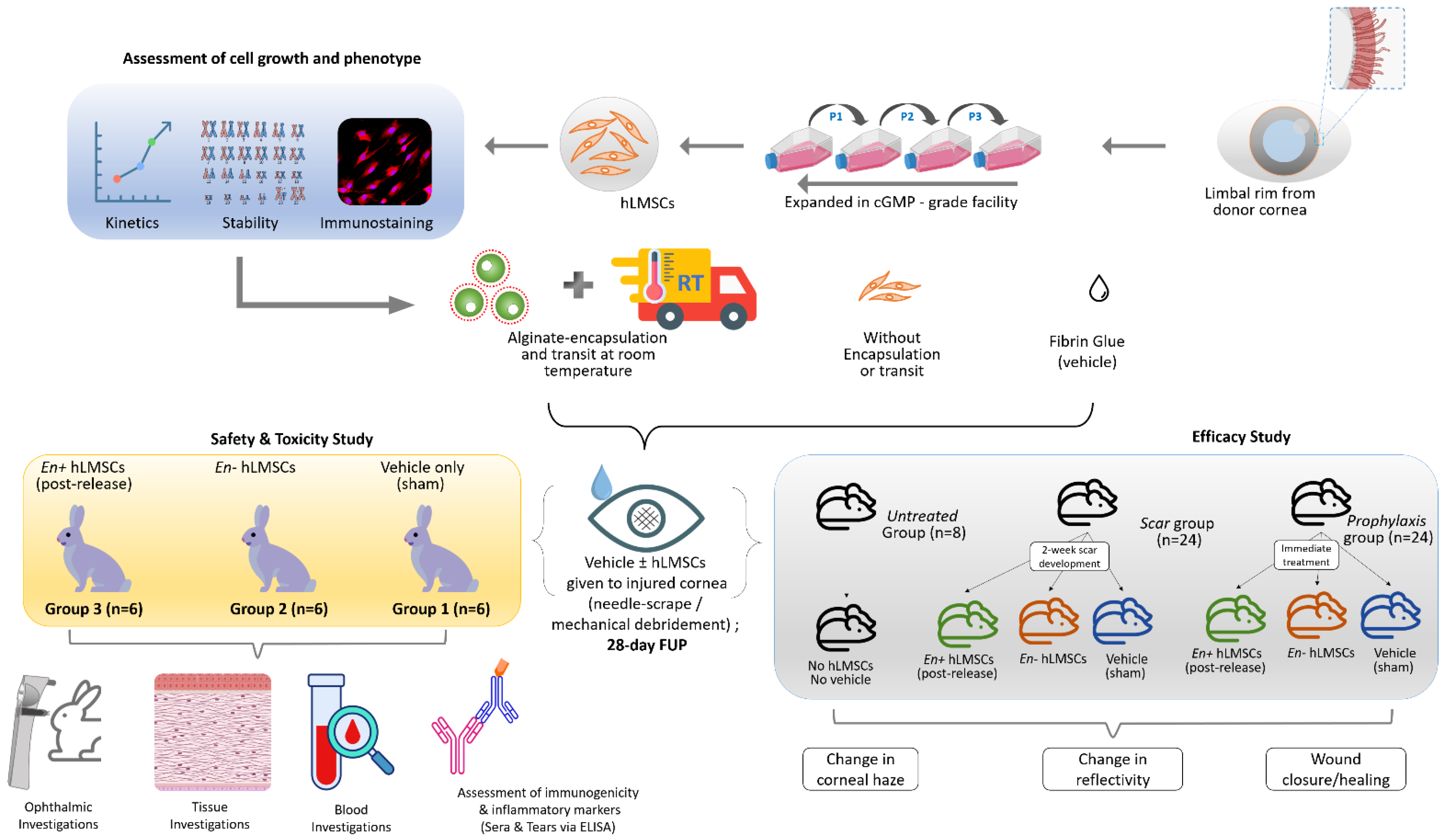 Stem Cell Penny Stock 30 - k47tmu6