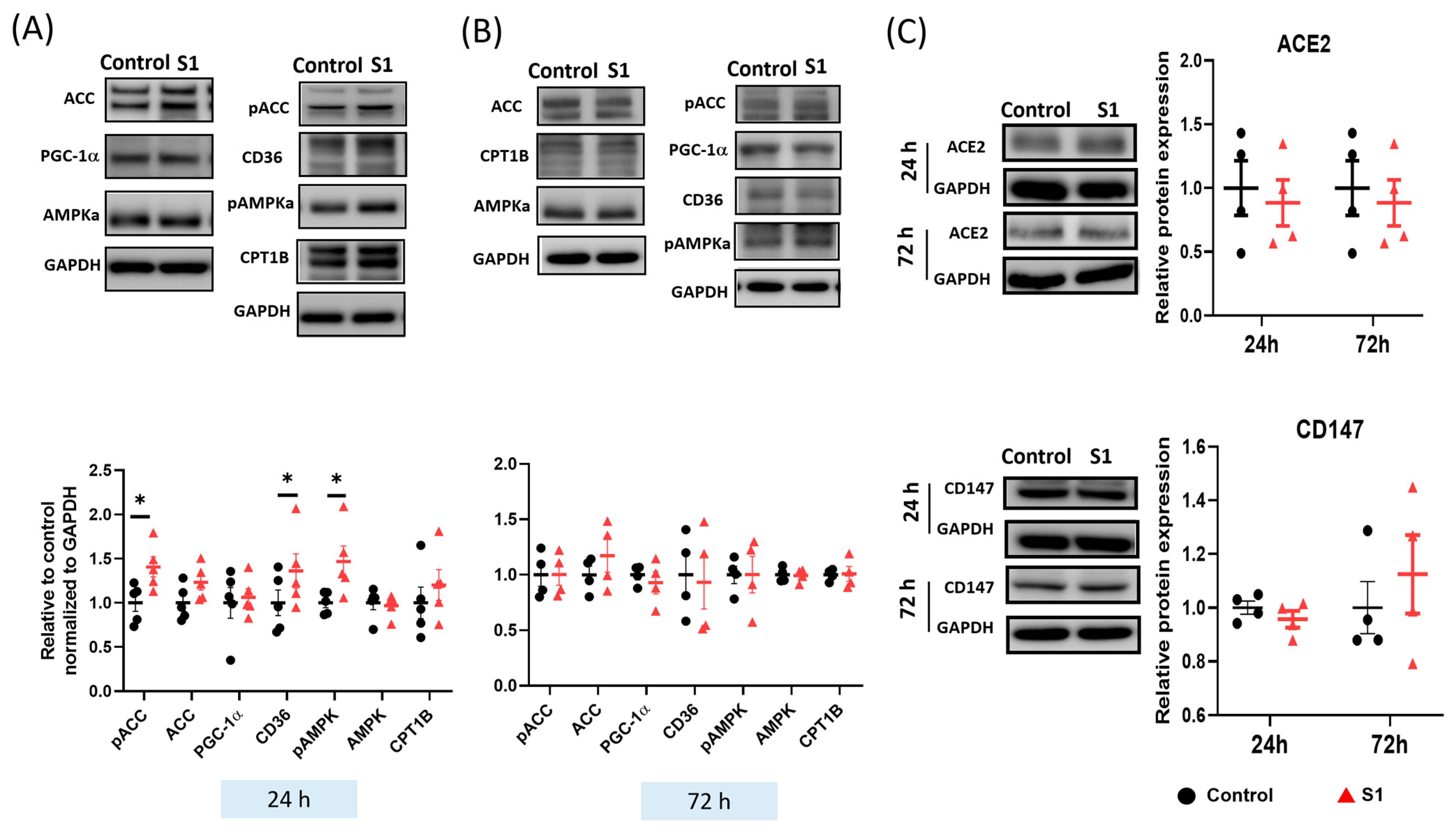 Cells 12 00877 g005 Cells 12 00877 g005
