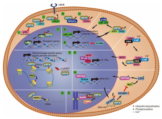 The Pleiotropic Ubiquitin-Specific Peptidase 16 and Its Many Substrates