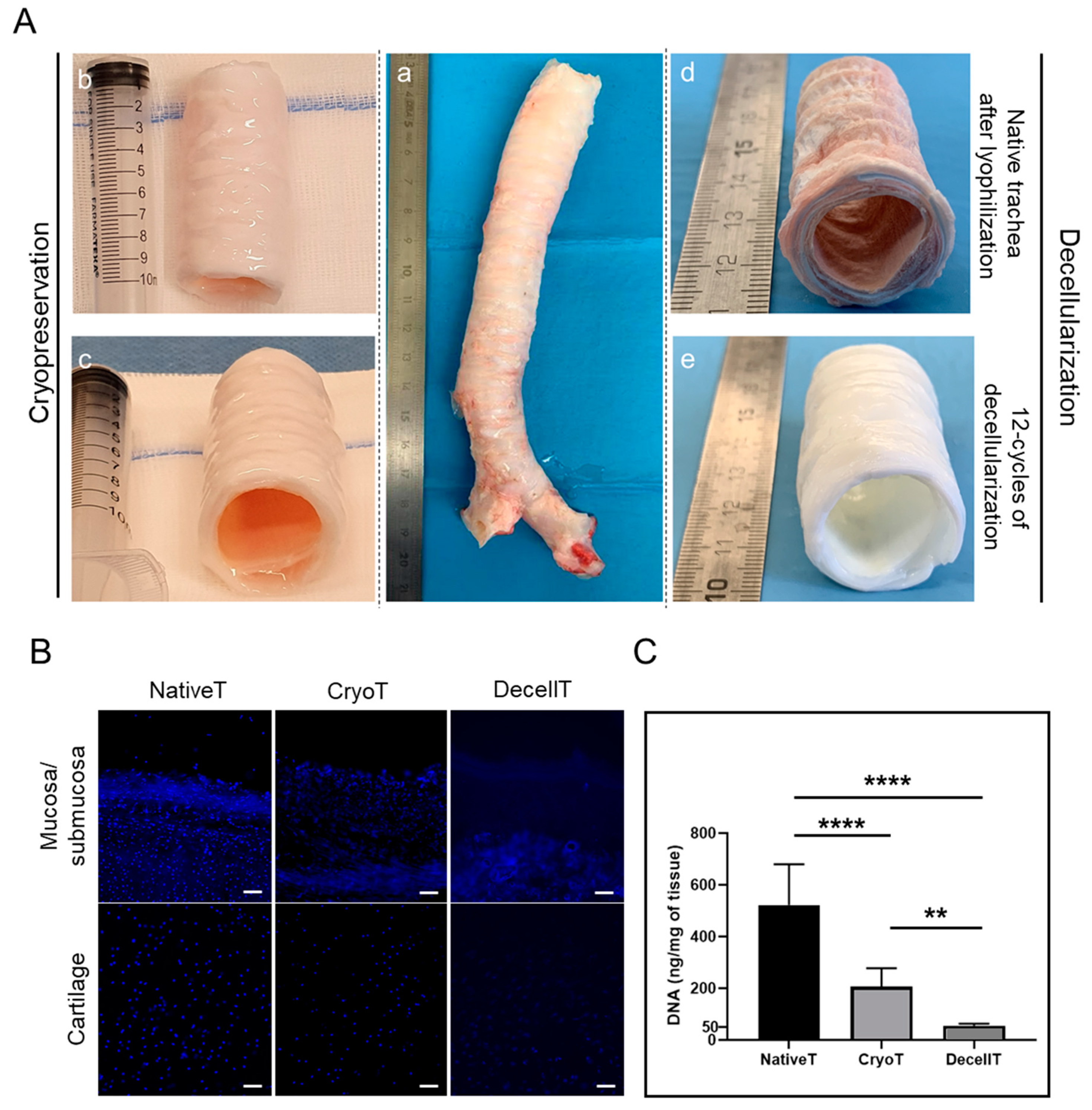 Cells 12 00888 g002 Cells 12 00888 g002