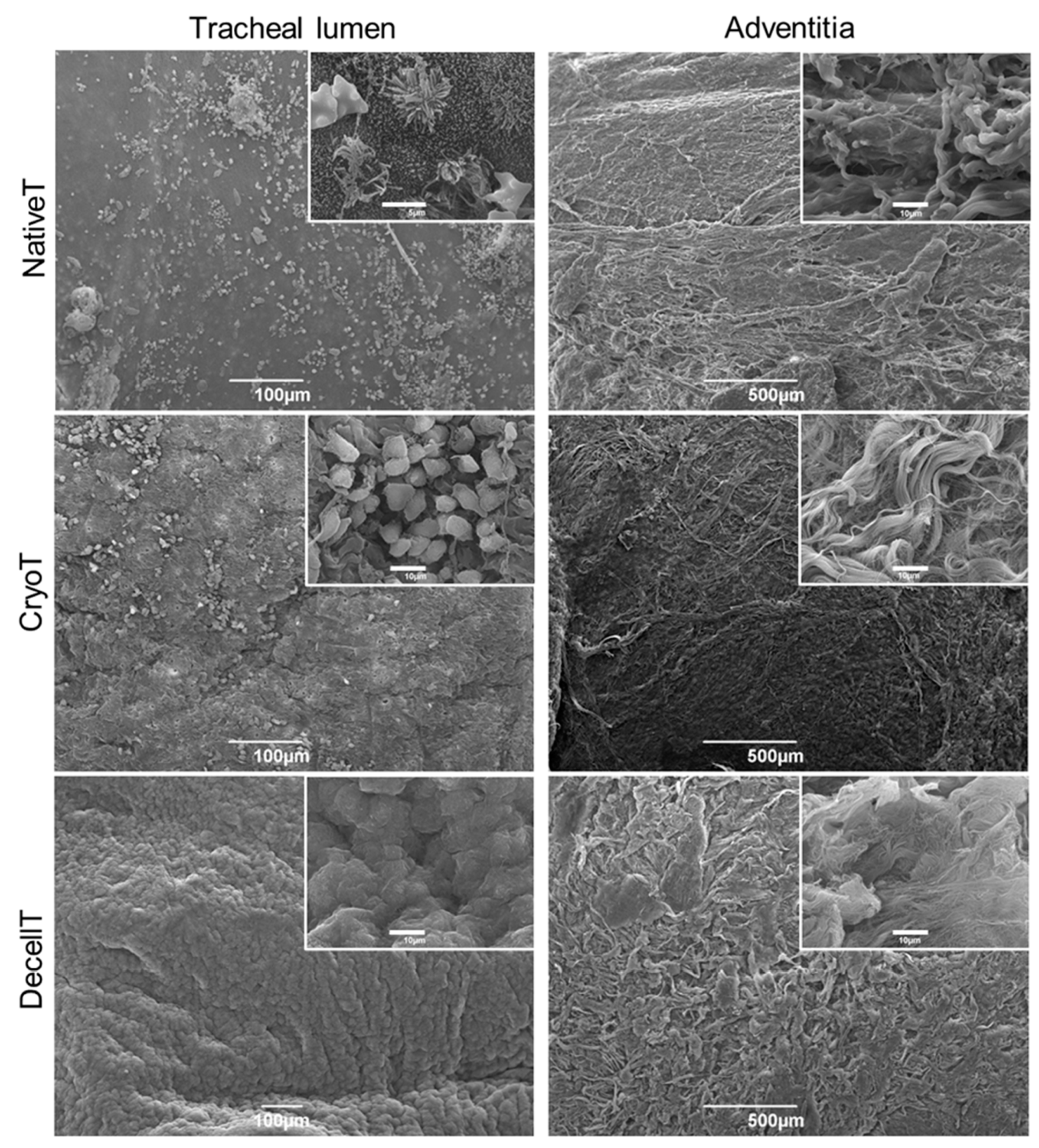 Cells 12 00888 g009 Cells 12 00888 g009