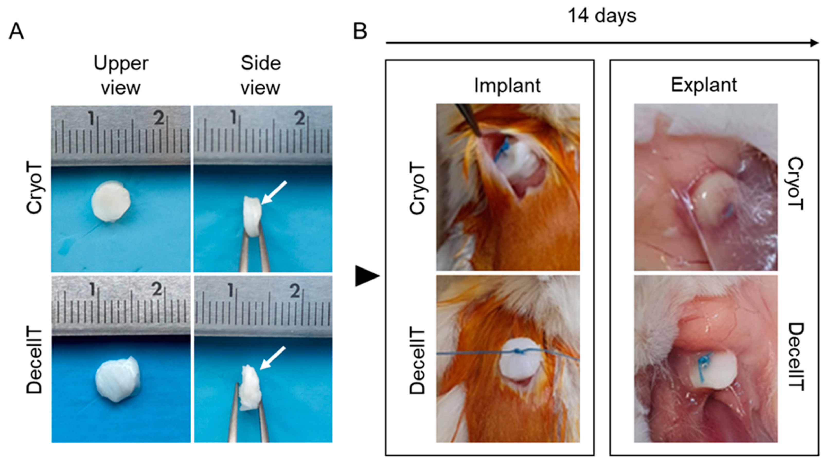 Cells 12 00888 g013 Cells 12 00888 g013
