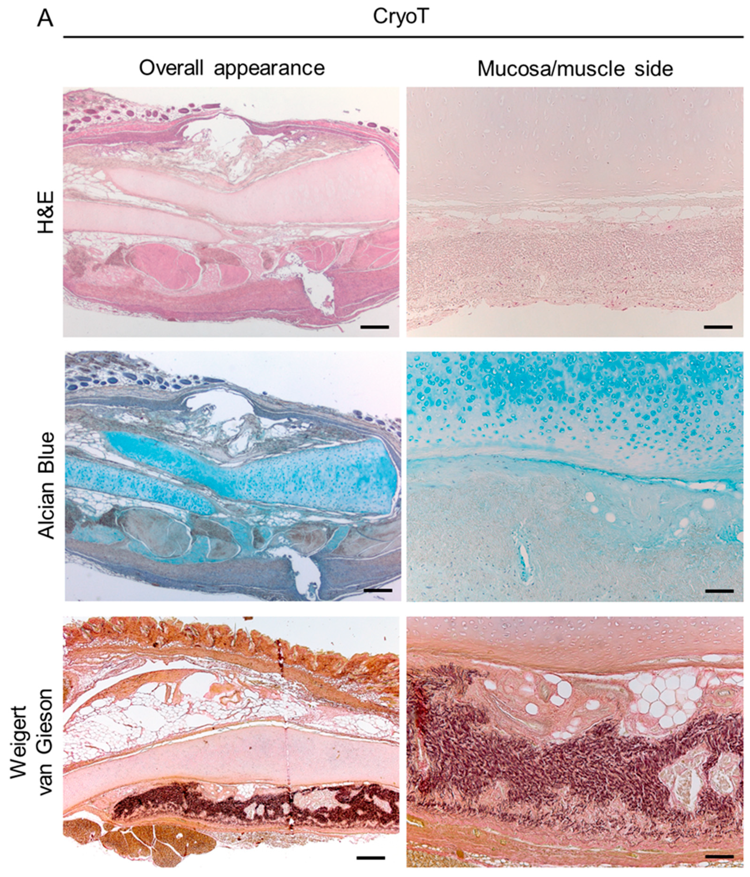 Cells 12 00888 g014a Cells 12 00888 g014a