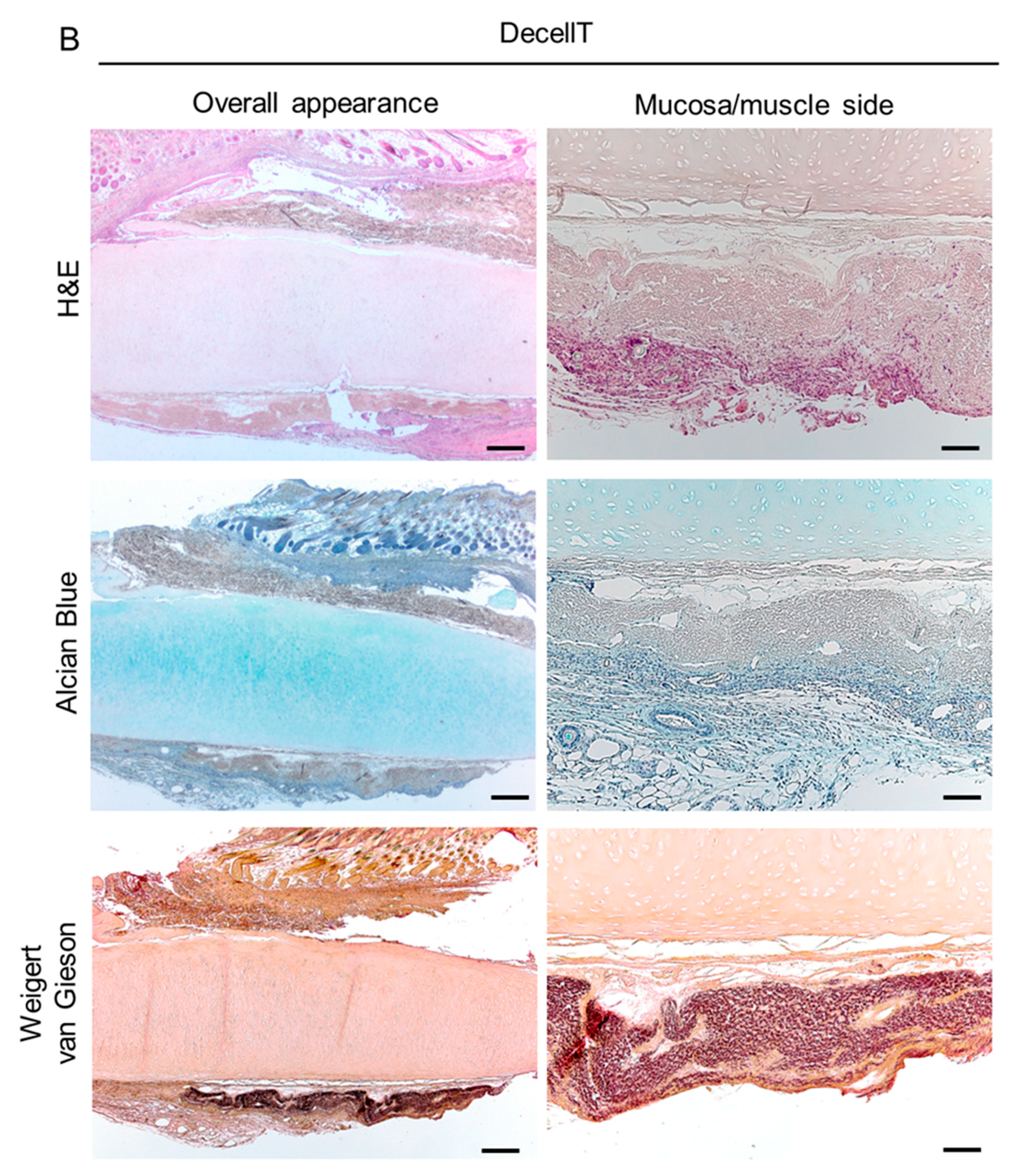 Cells 12 00888 g014b Cells 12 00888 g014b