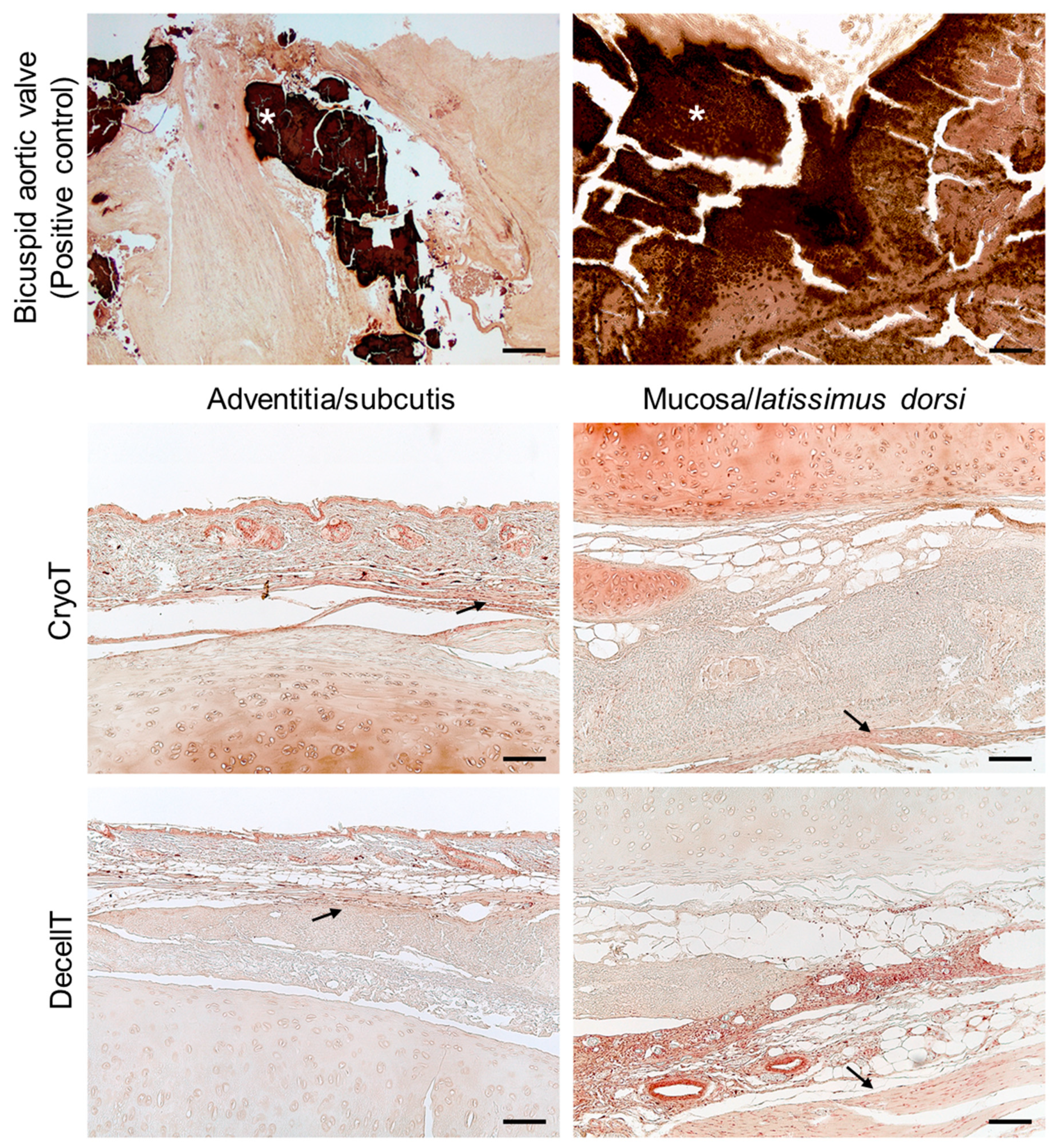 Cells 12 00888 g015 Cells 12 00888 g015