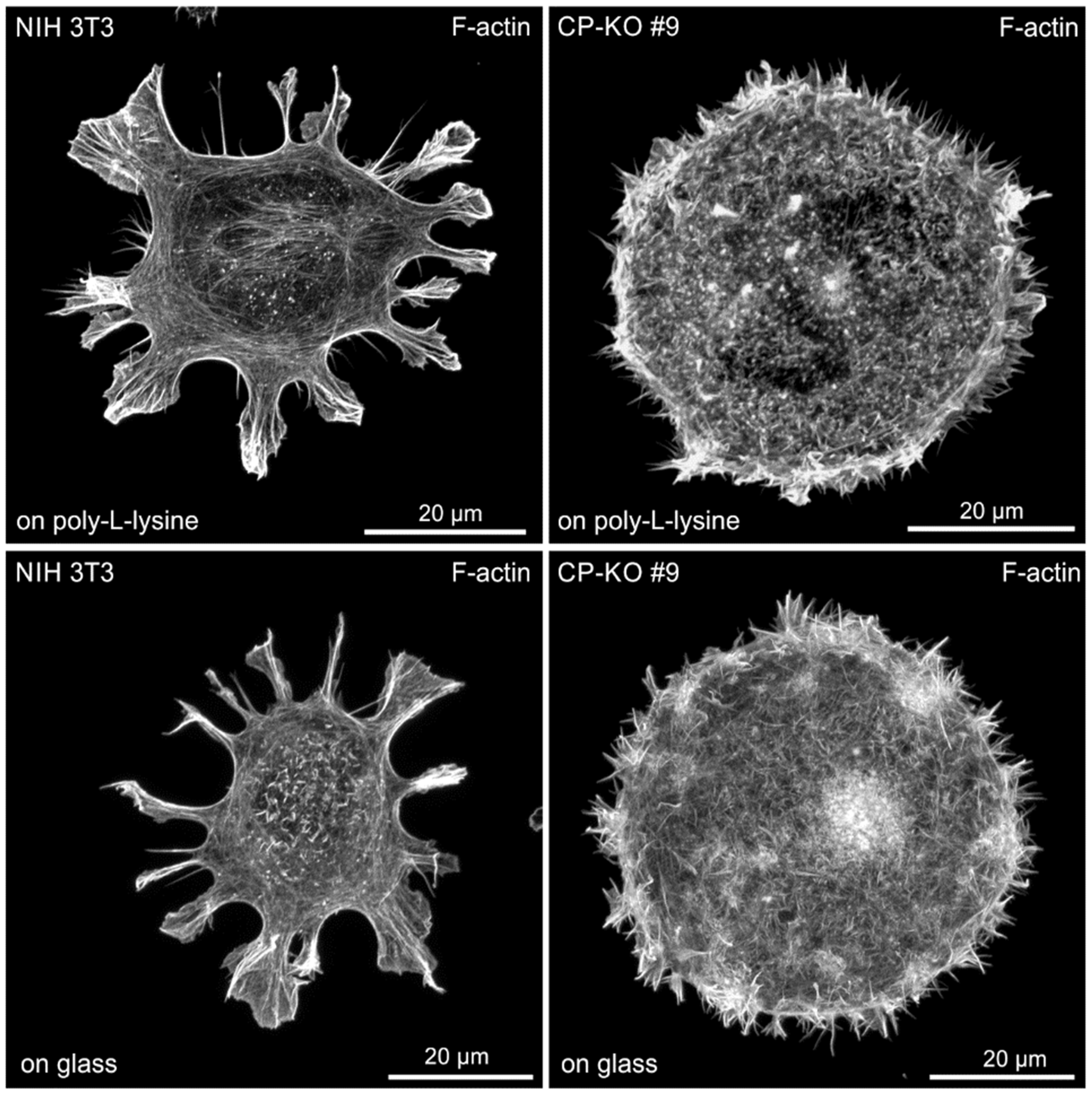 Cells 12 00890 g004 Cells 12 00890 g004