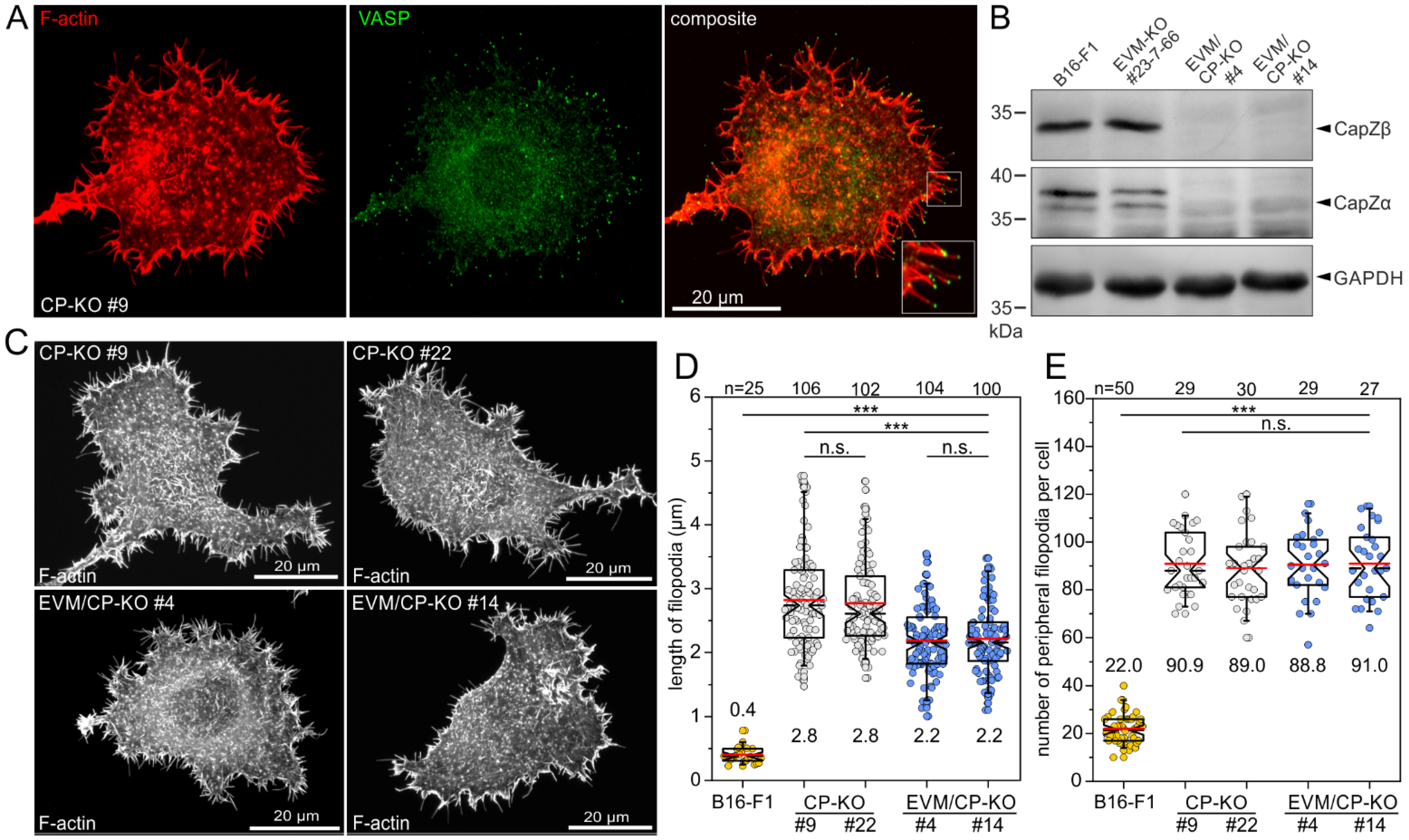 Cells 12 00890 g005 Cells 12 00890 g005