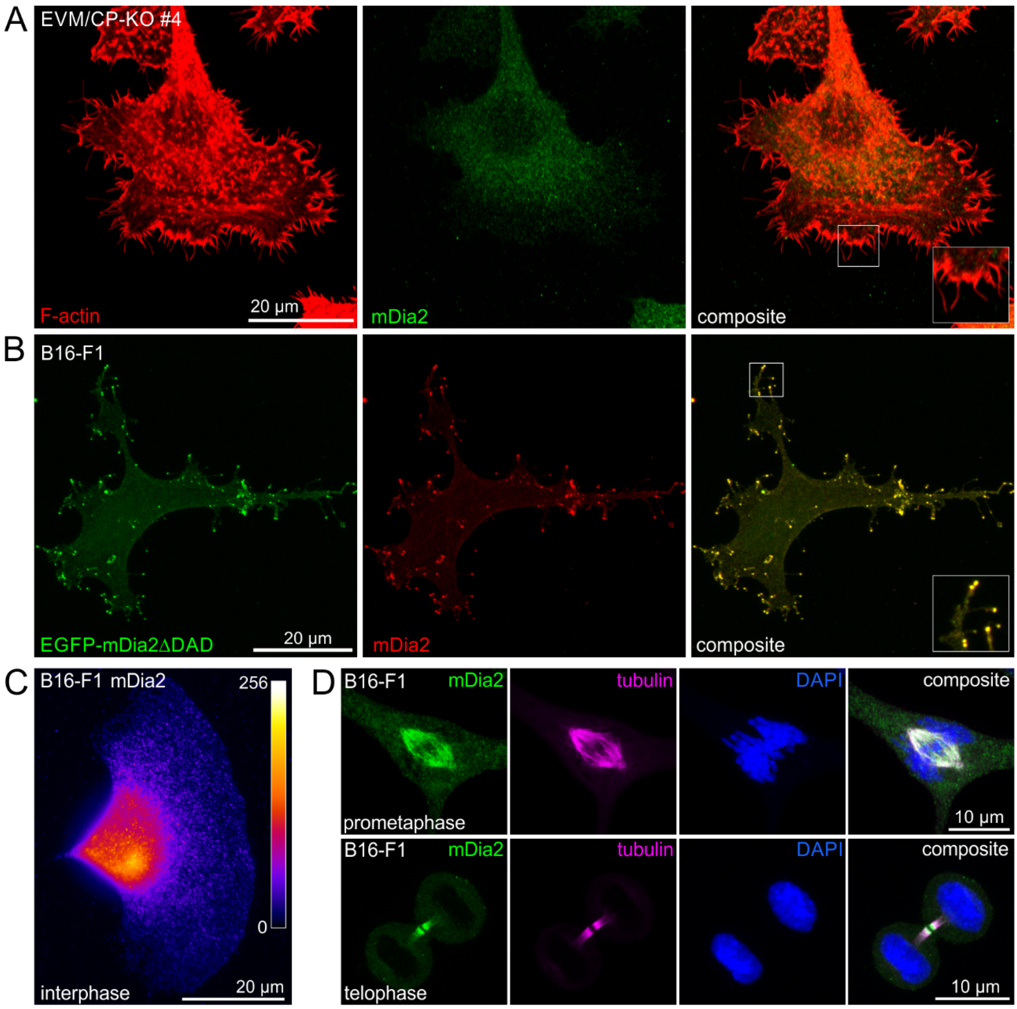 Cells 12 00890 g006 Cells 12 00890 g006