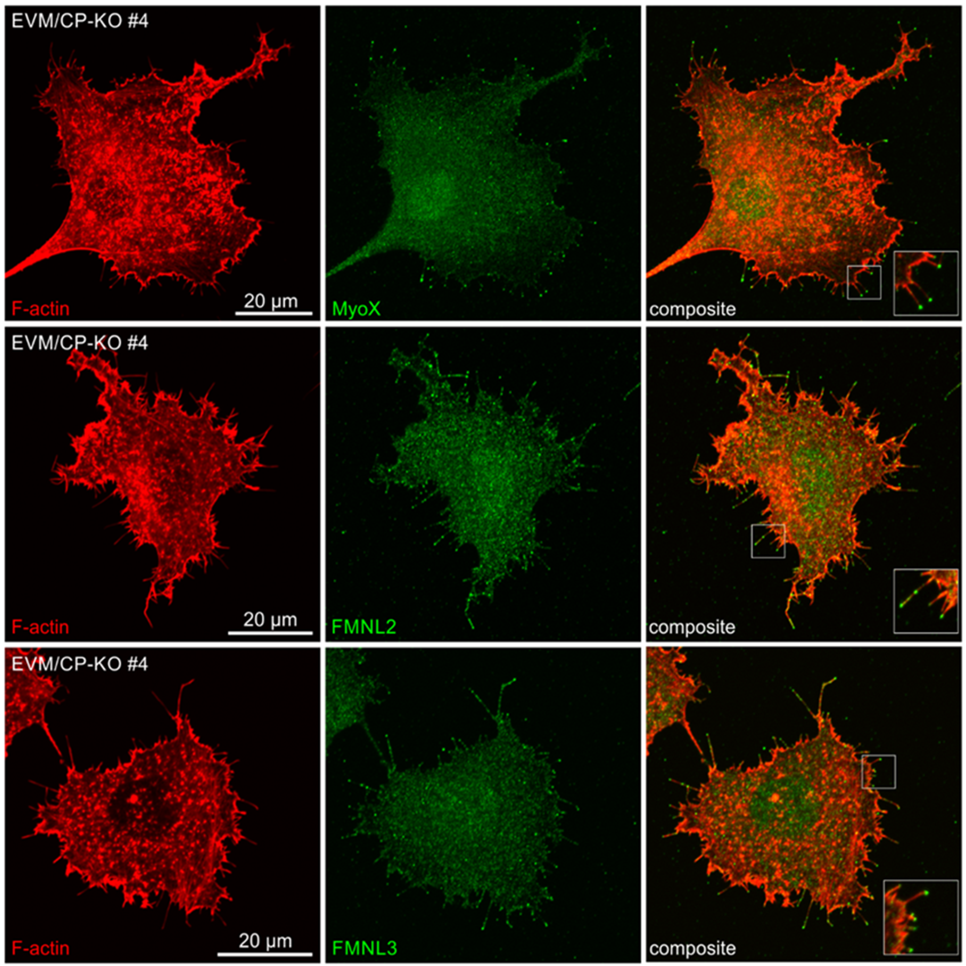 Cells 12 00890 g007 Cells 12 00890 g007