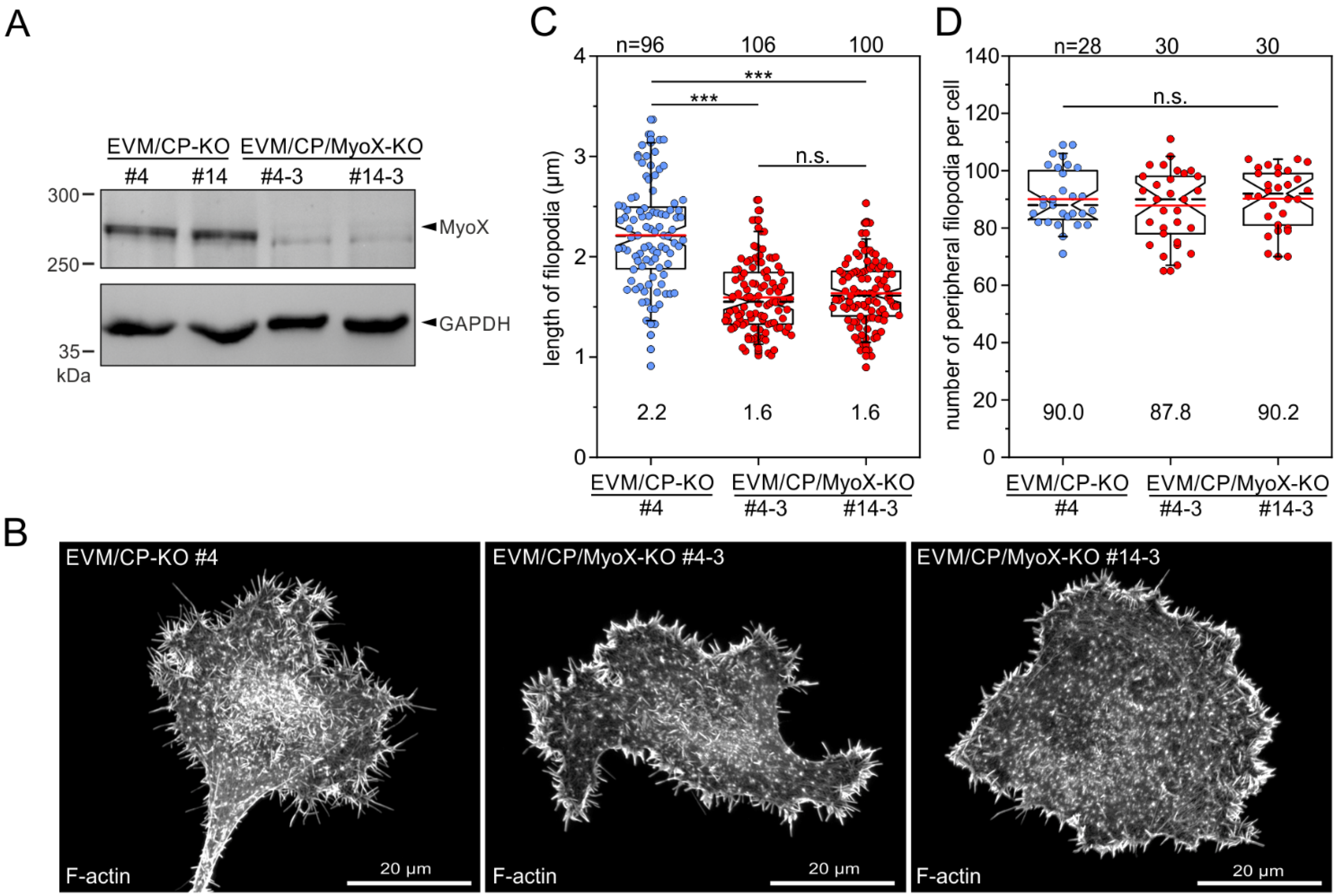Cells 12 00890 g008 Cells 12 00890 g008