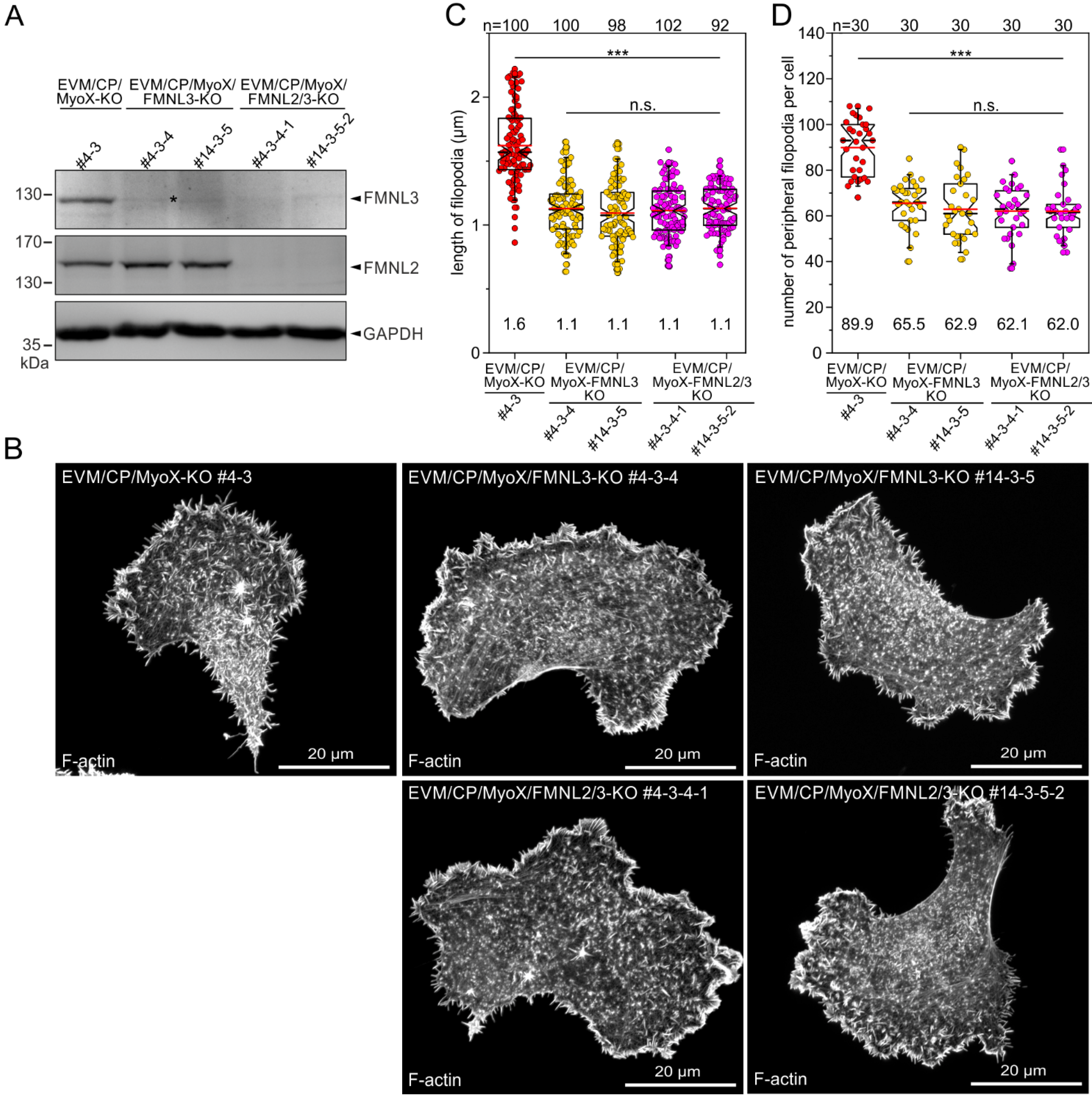 Cells 12 00890 g009 Cells 12 00890 g009