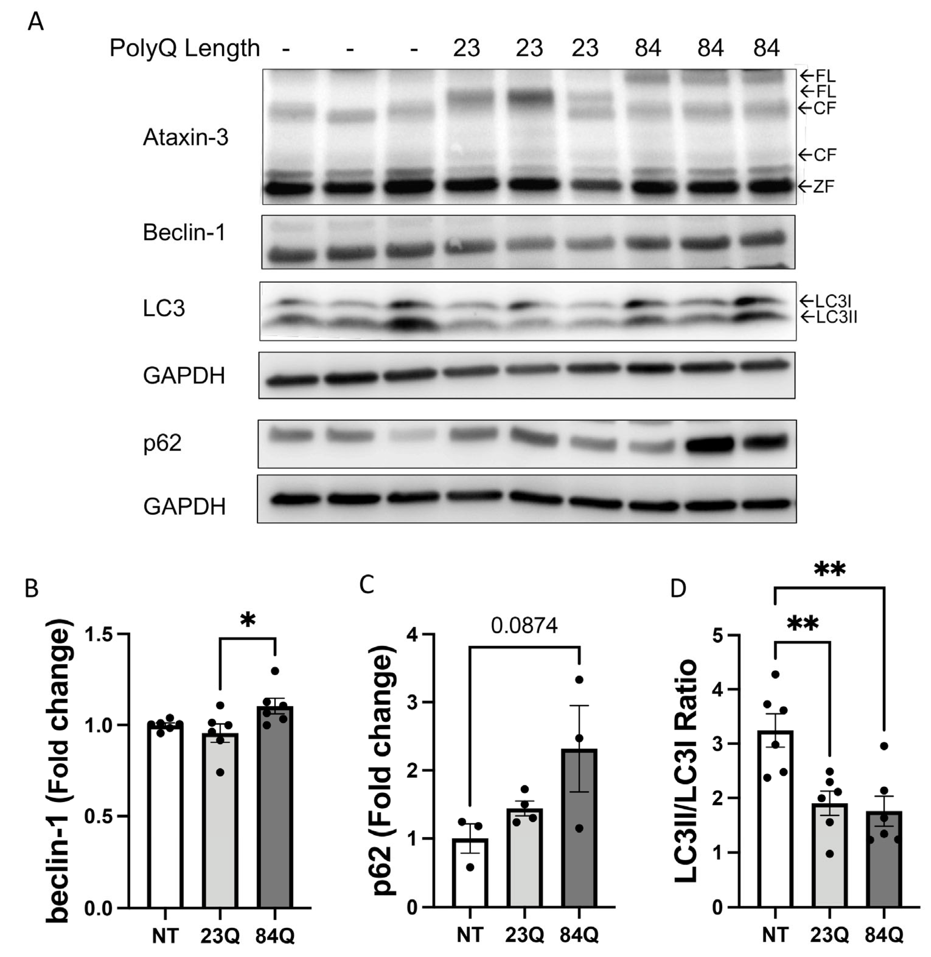 Cells 12 00893 g004