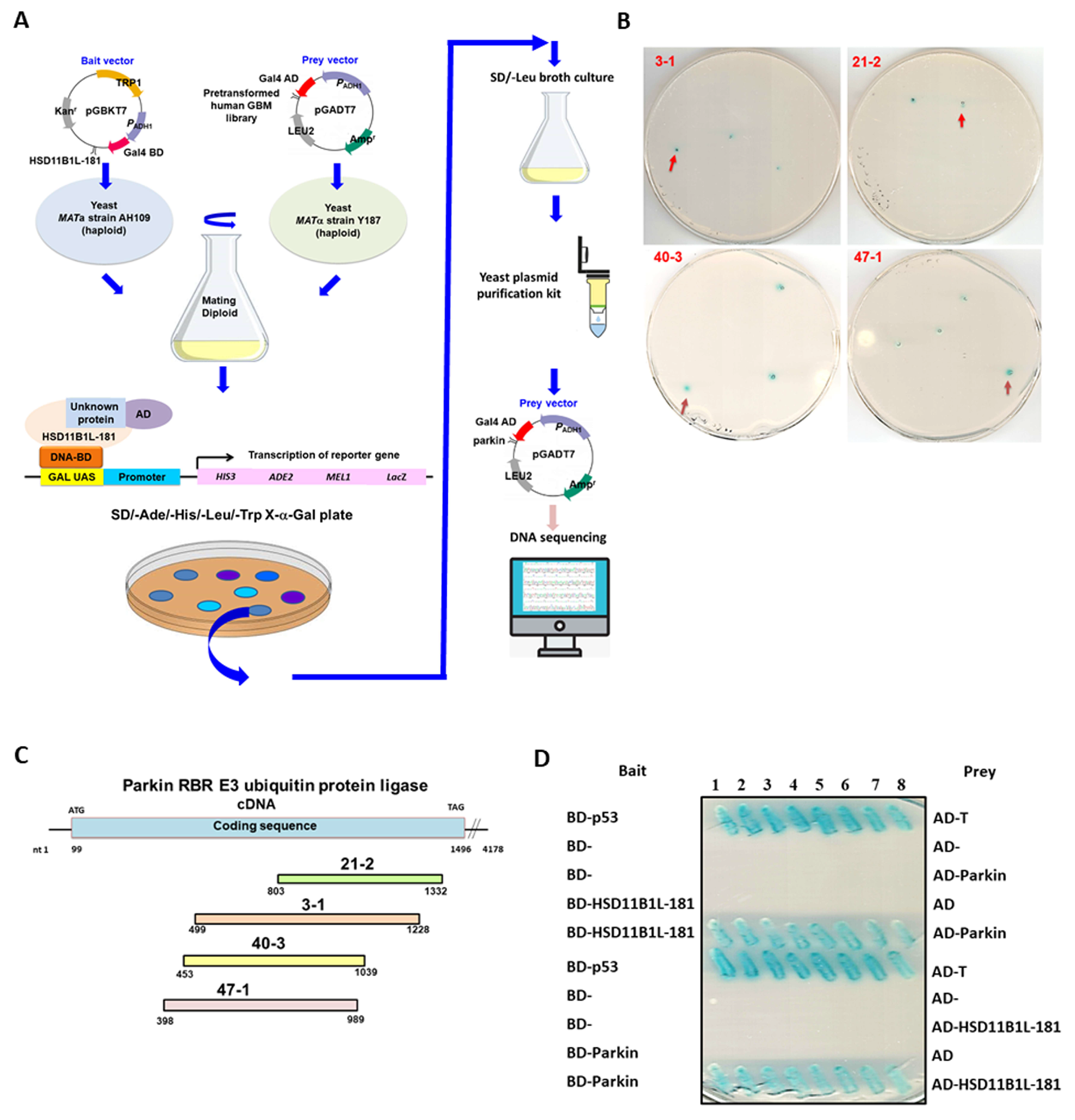 Cells 12 00894 g004a