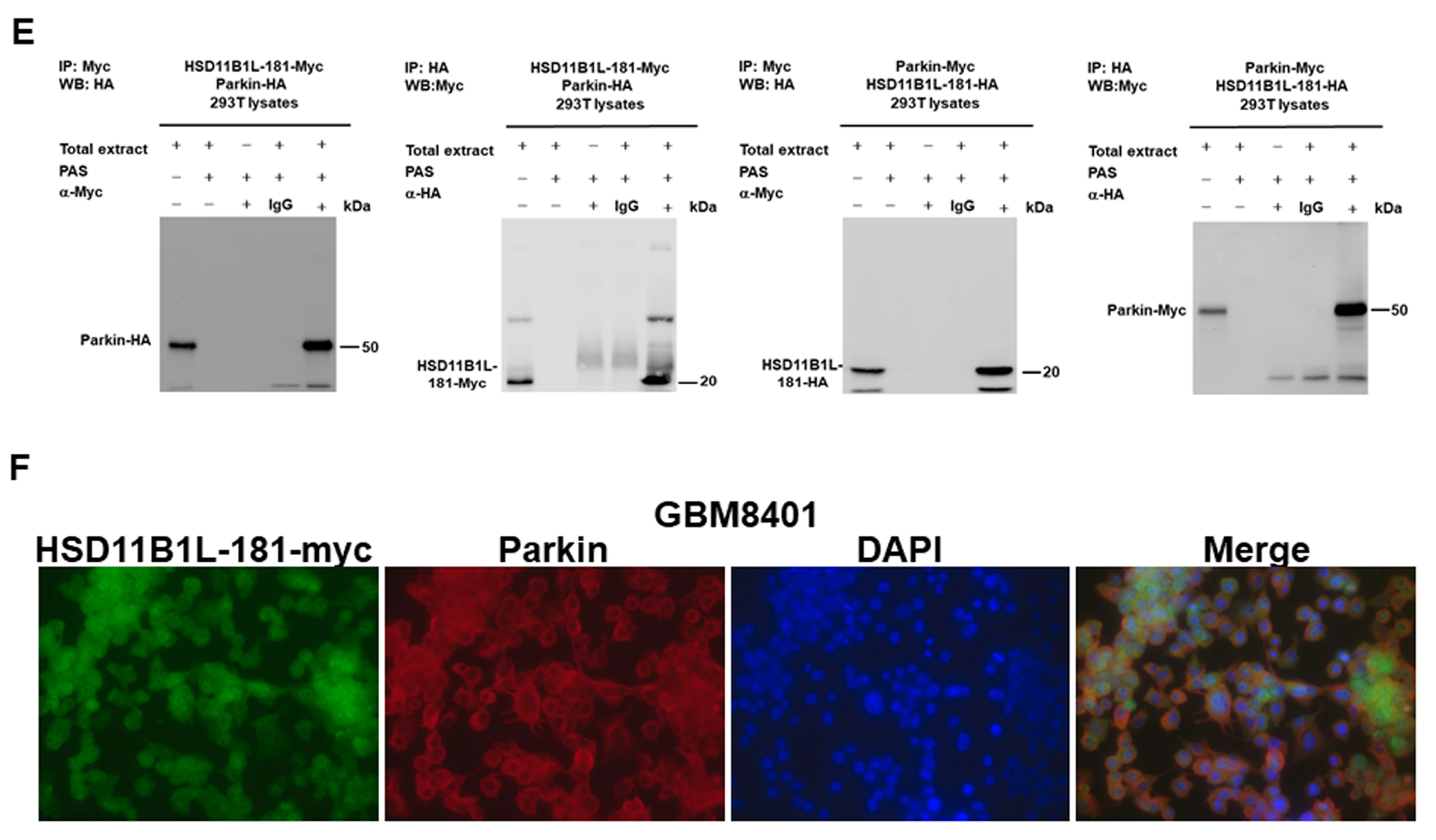 Cells 12 00894 g004b