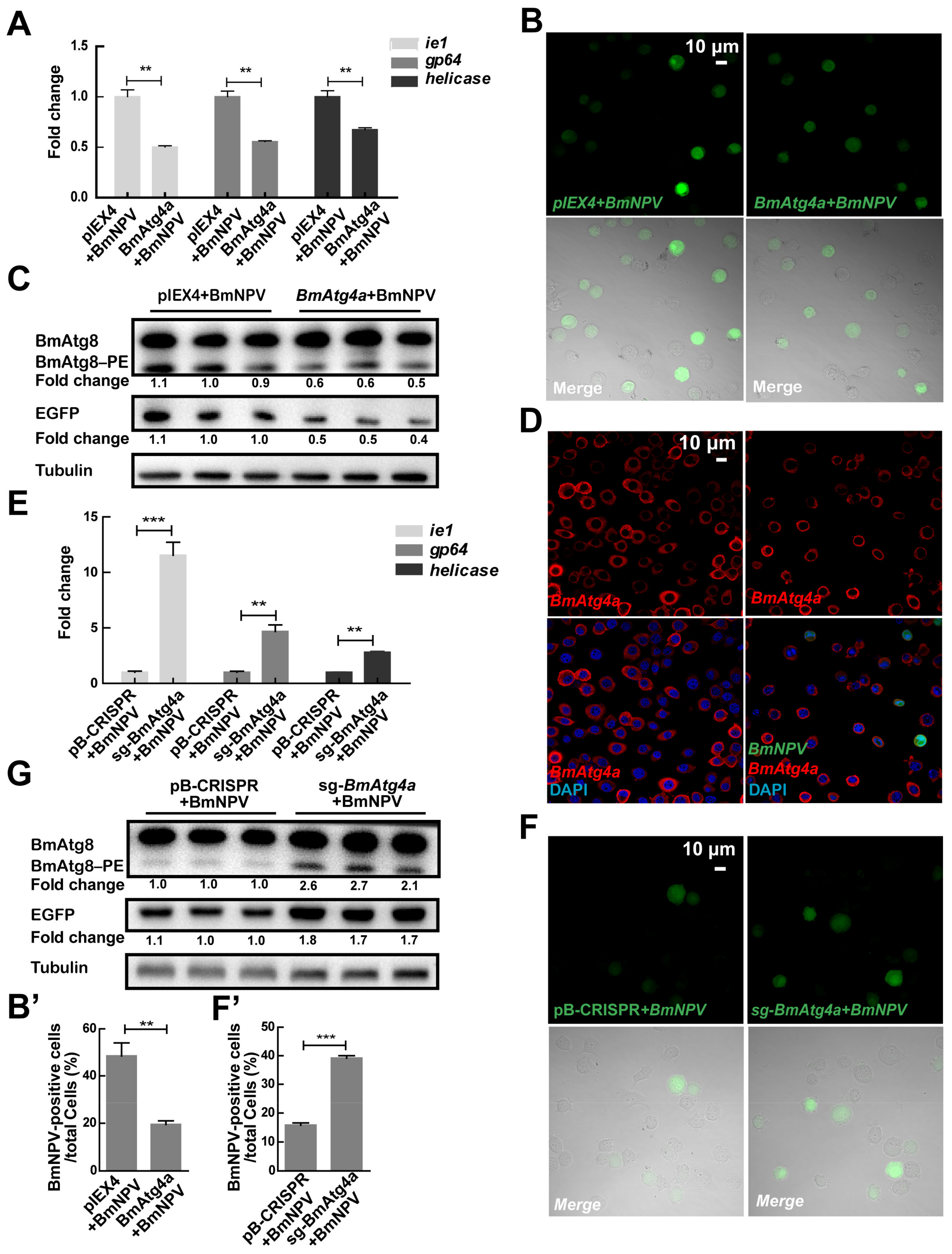 Cells 12 00899 g003 Cells 12 00899 g003