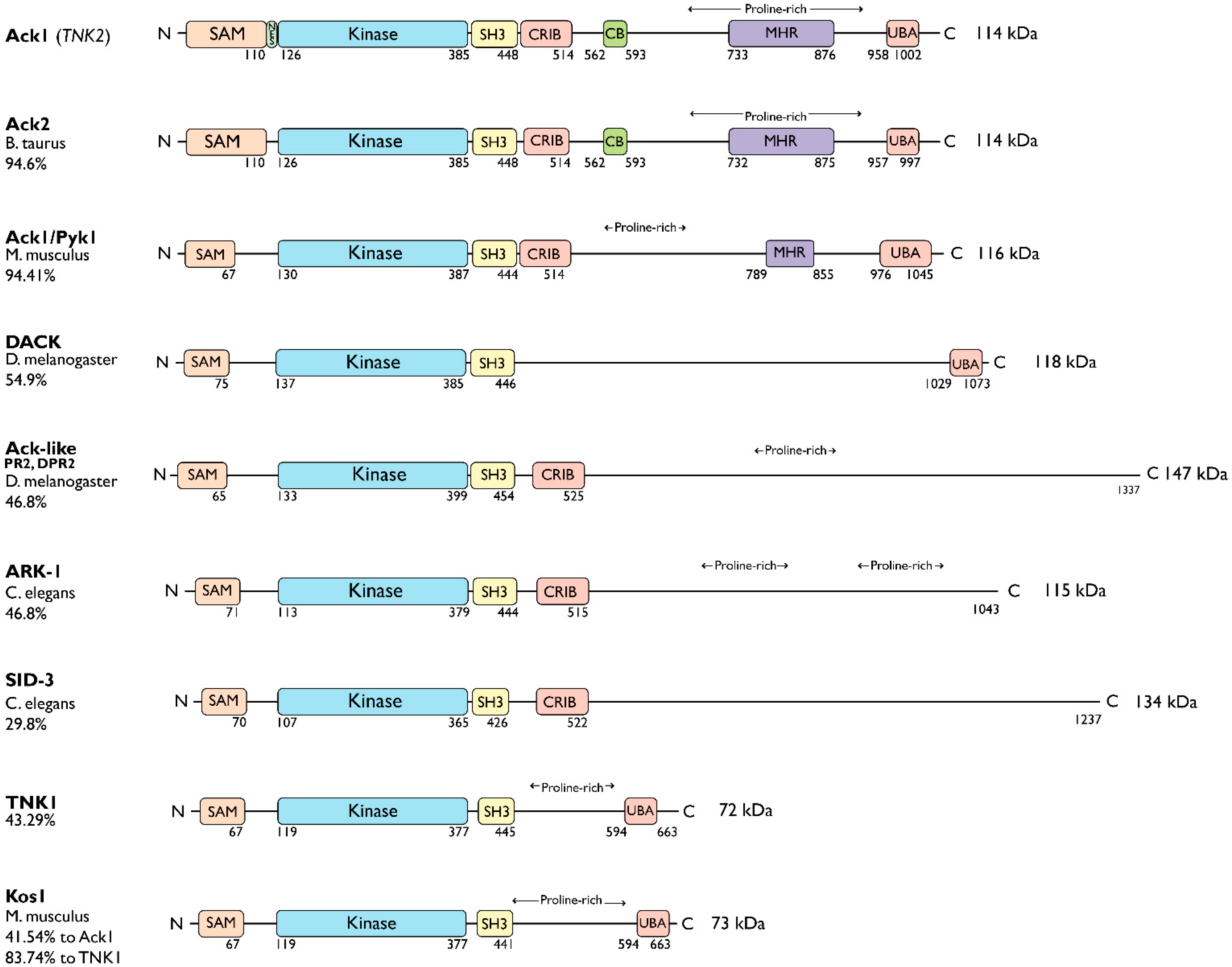 Domain Architecture of the Nonreceptor Tyrosine Kinase Ack1