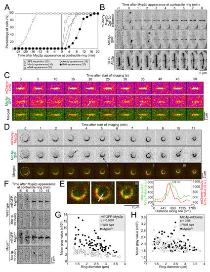Cells Free Full Text Actin Microtubule Crosstalk Imparts