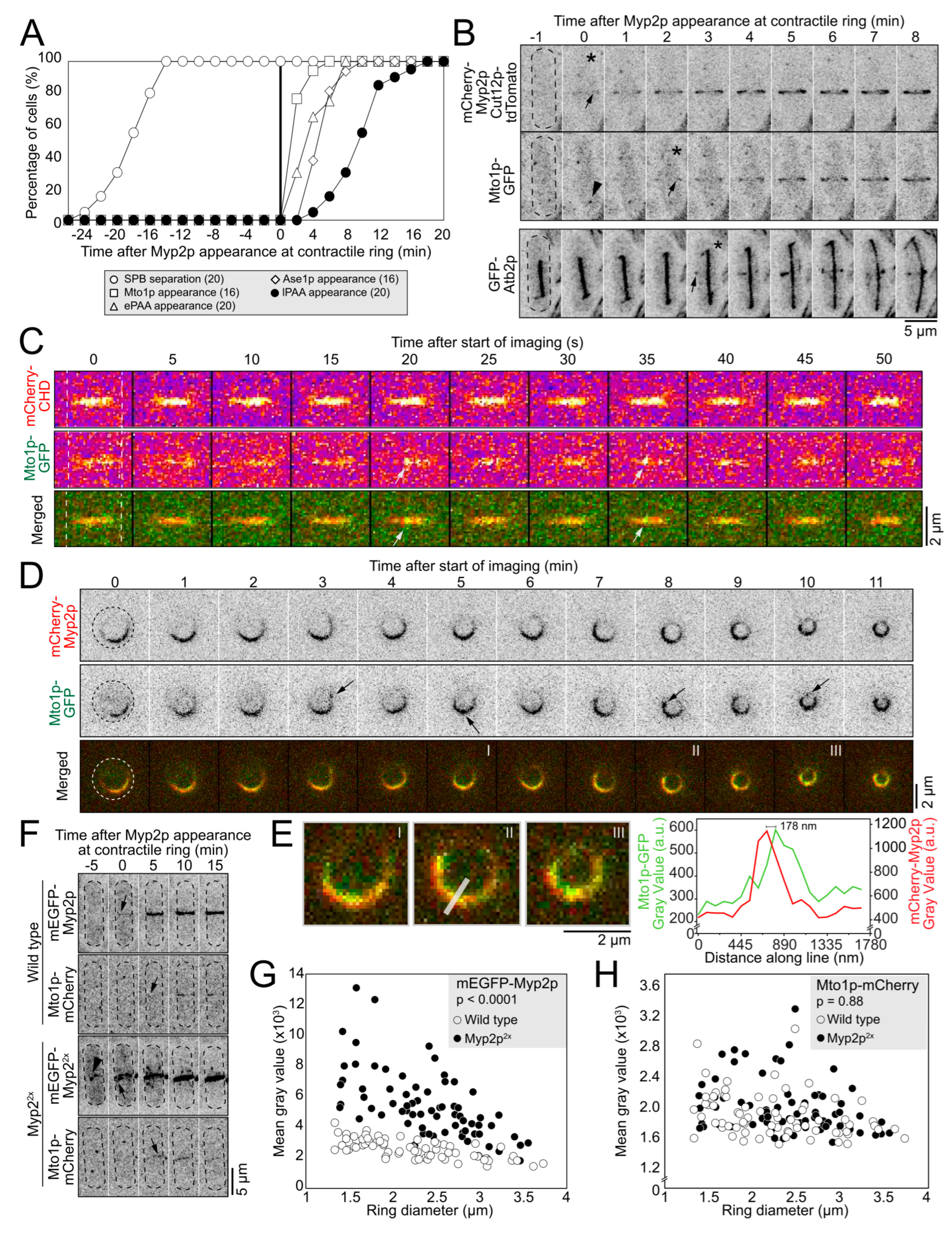 Cells Free Full-Text Actinandndash;Microtubule Crosstalk Imparts Stiffness to the Contractile Ring in Fission Yeast