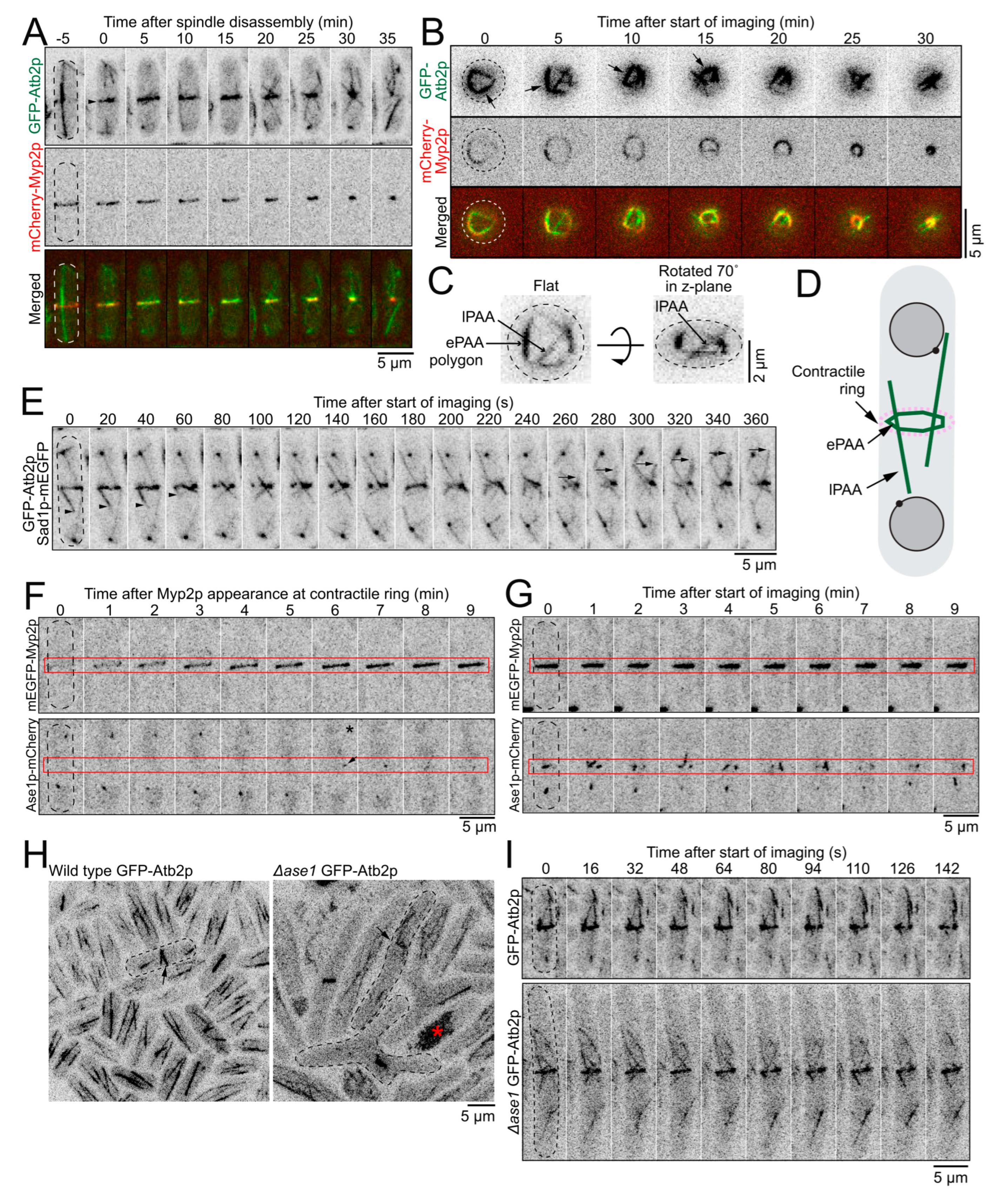 Cells Free Full-Text Actinandndash;Microtubule Crosstalk Imparts Stiffness to the Contractile Ring in Fission Yeast