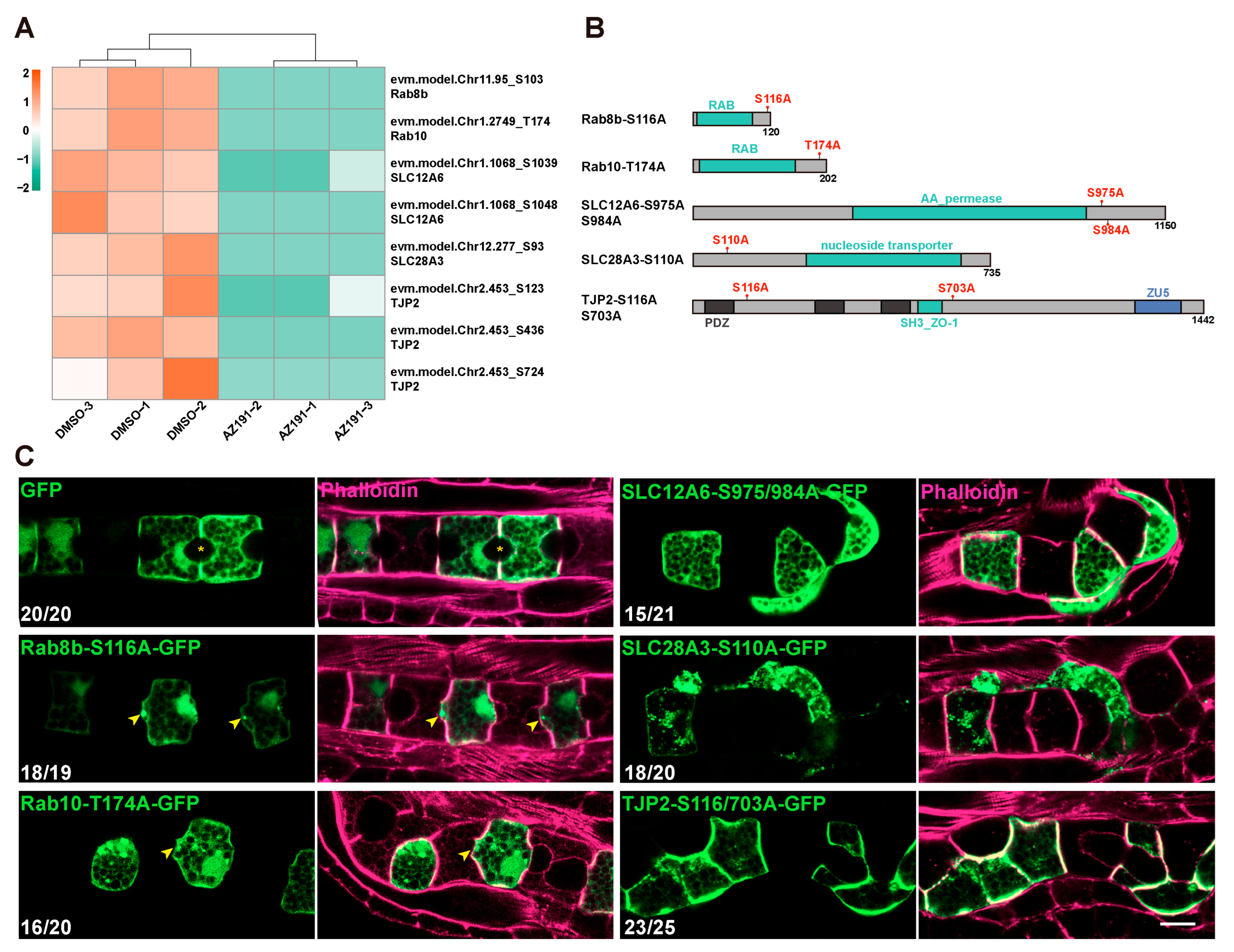 Cells 12 00921 g004 Cells 12 00921 g004