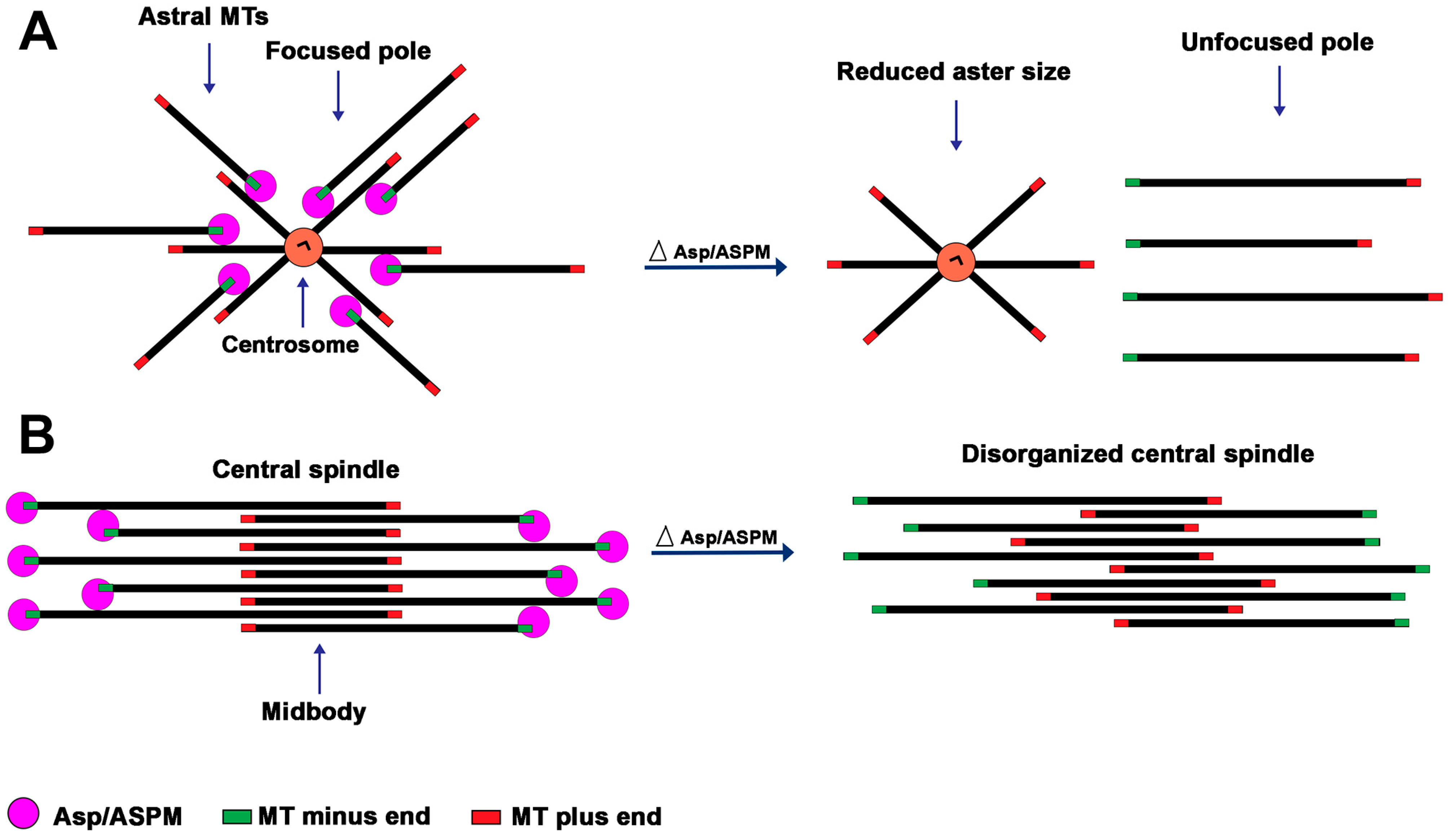 Cells Free FullText The Multiple Mitotic Roles of the ASPM