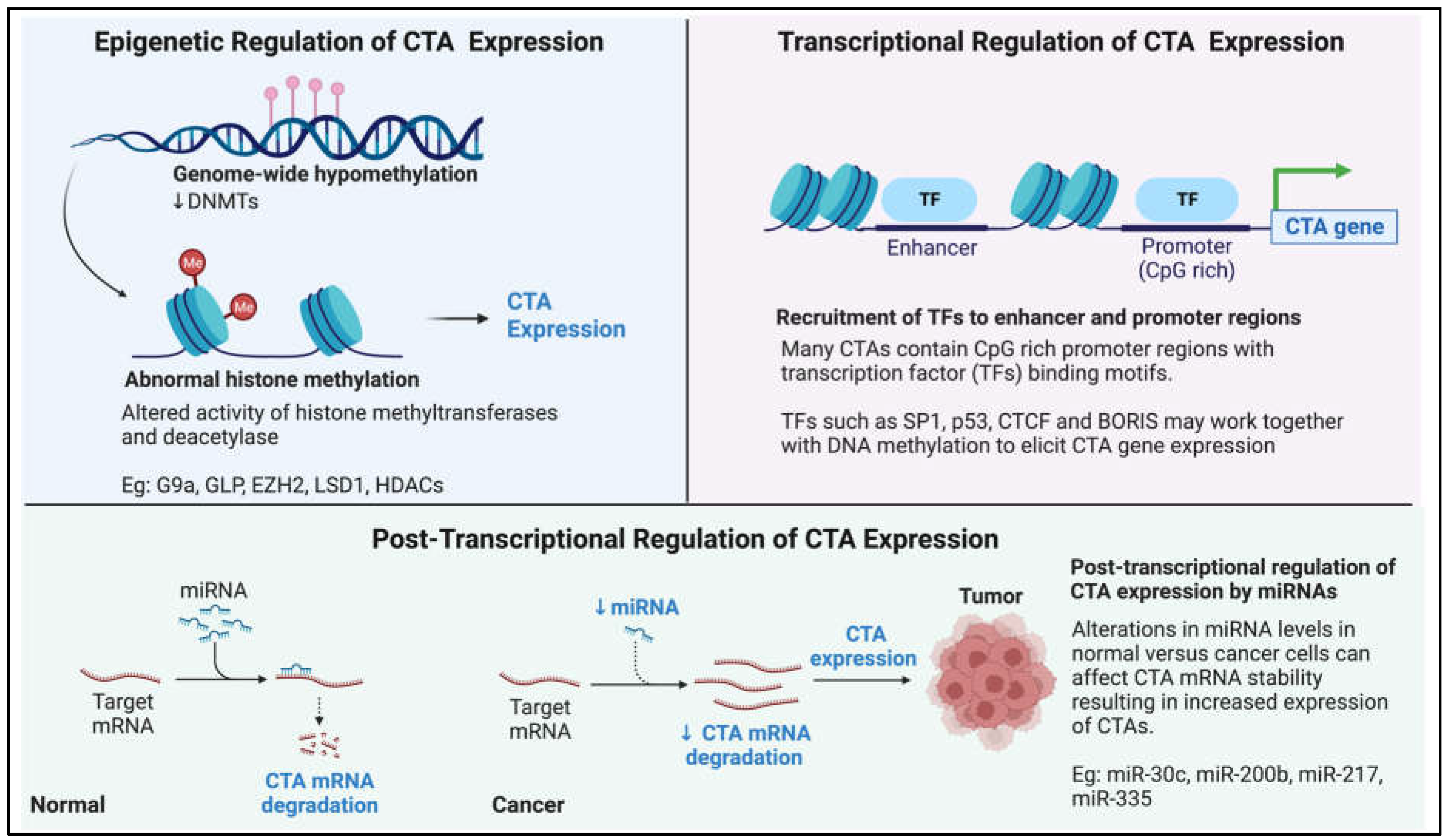 Cells Free FullText Biology of CancerTestis Antigens and Their