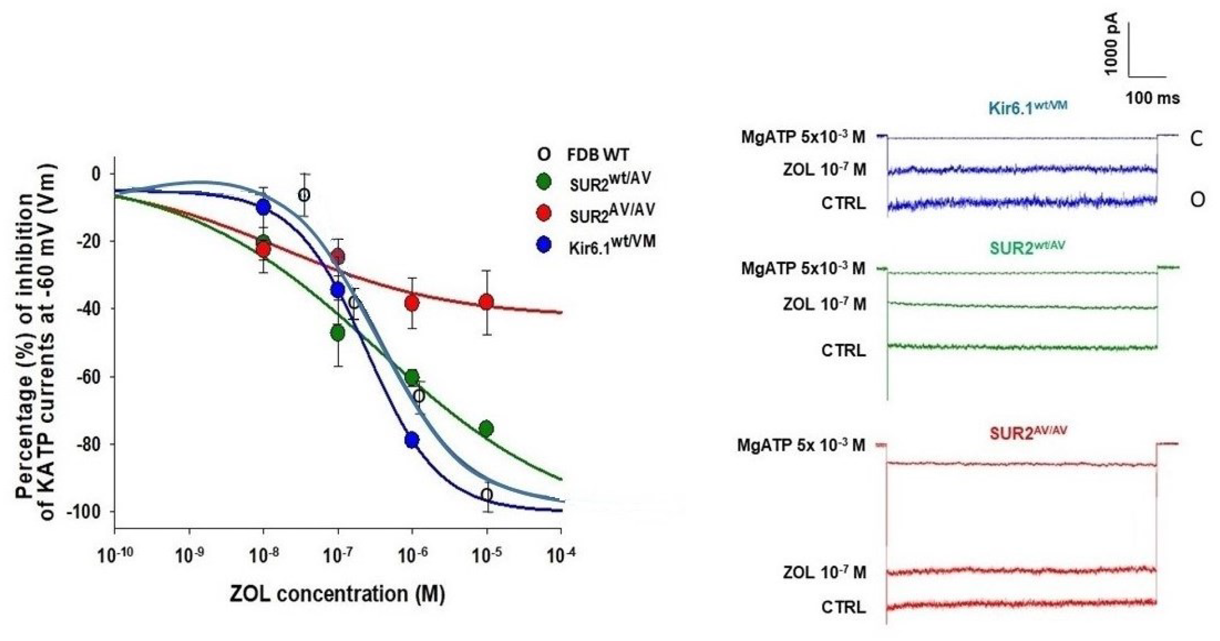 Zoledronic Acid Blocks Overactive Kir6.1/SUR2-Dependent KATP