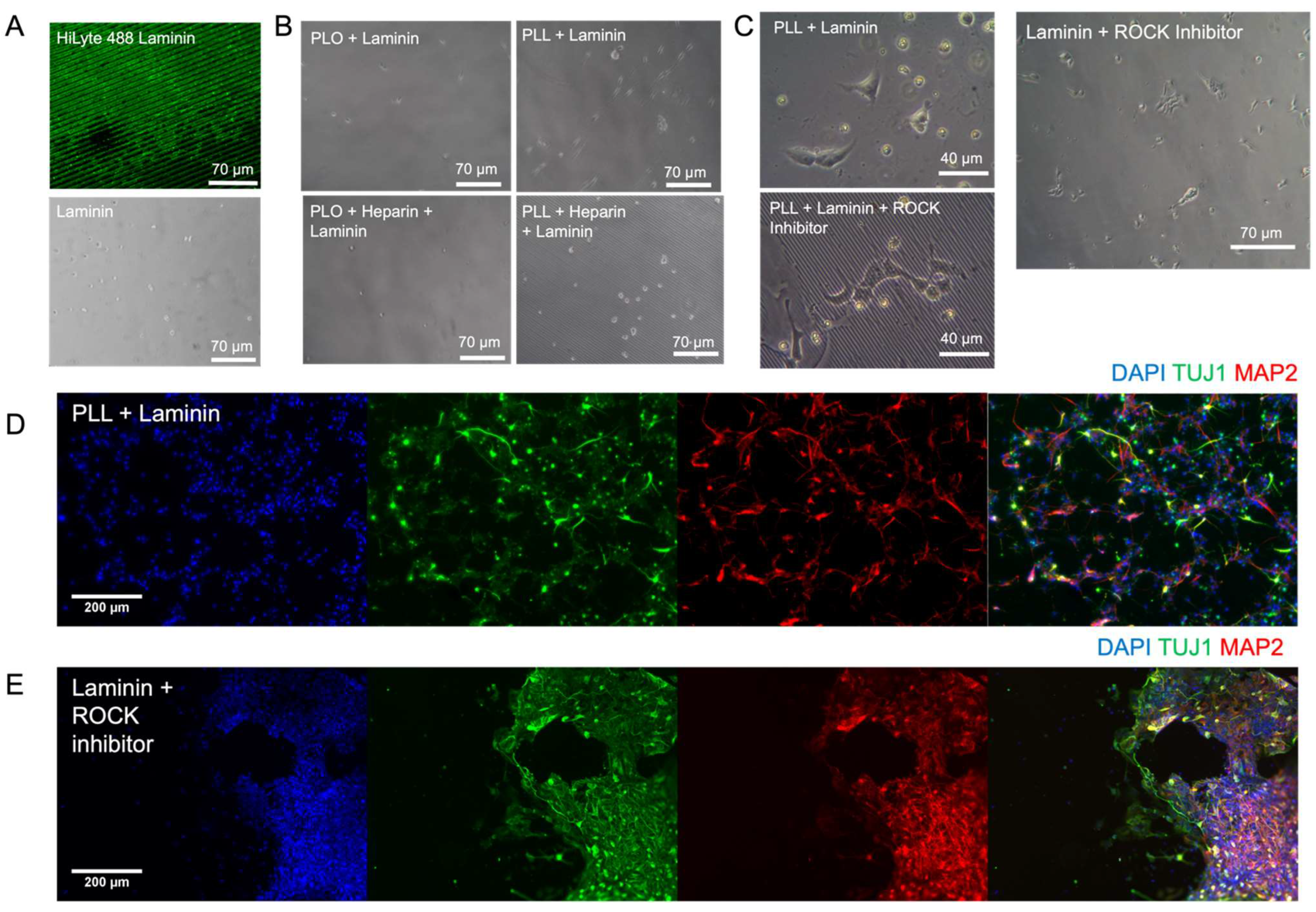 Cells 12 00934 g003 Cells 12 00934 g003