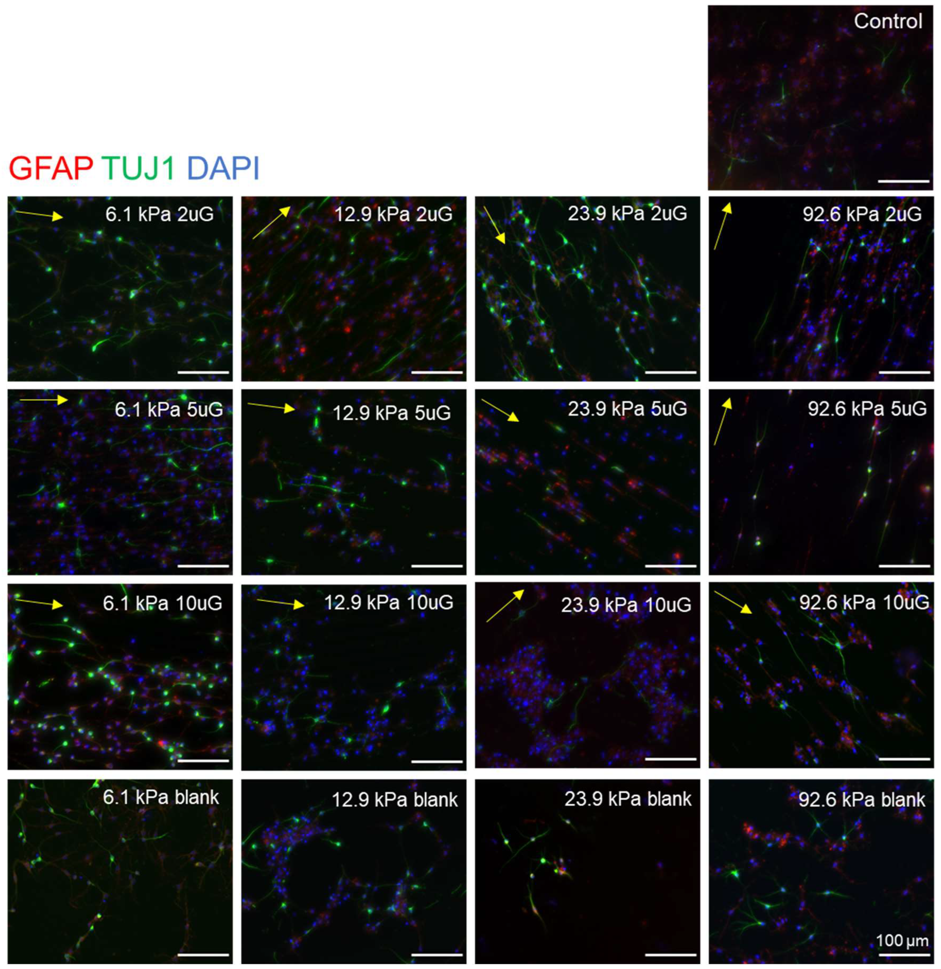 Cells 12 00934 g004 Cells 12 00934 g004