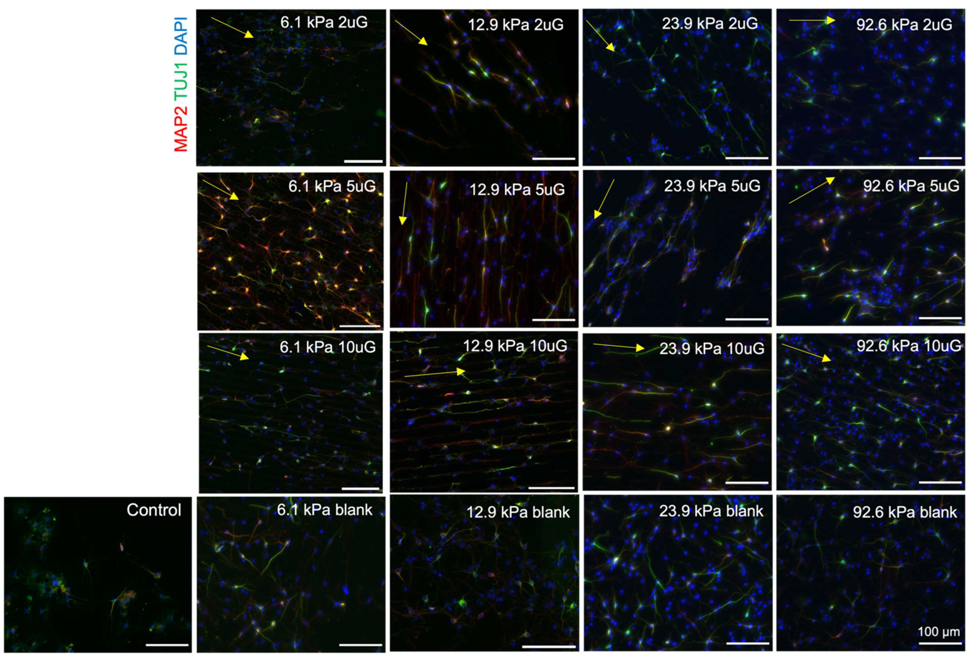 Cells 12 00934 g007 Cells 12 00934 g007