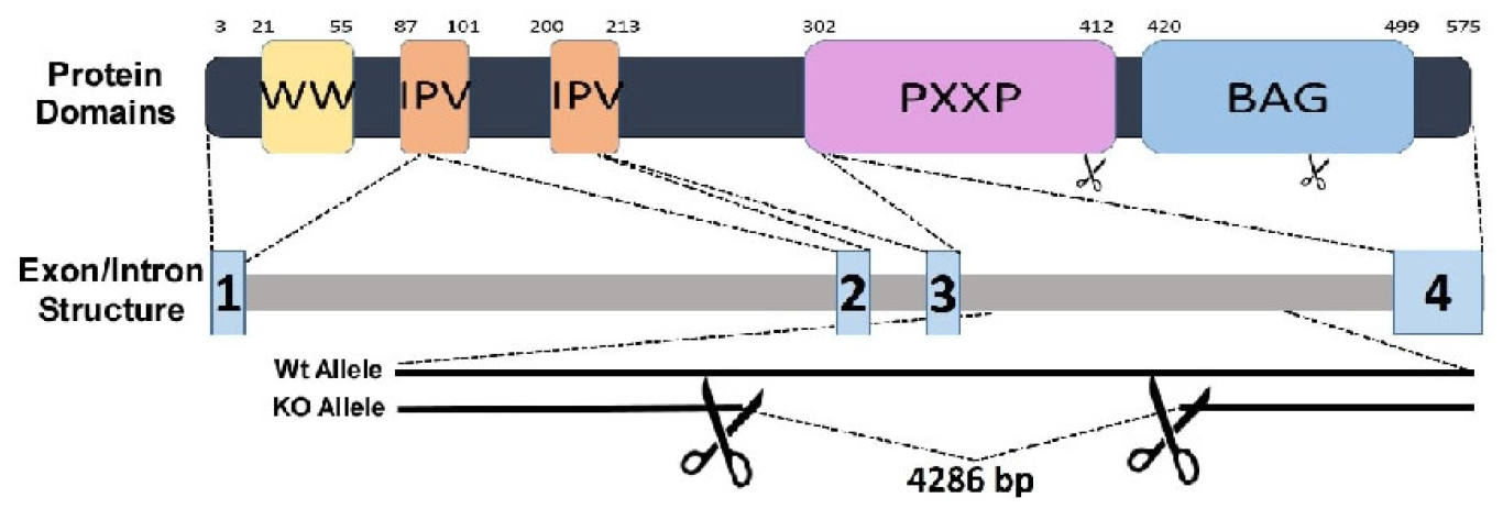 Cells 12 00937 g001a Cells 12 00937 g001a