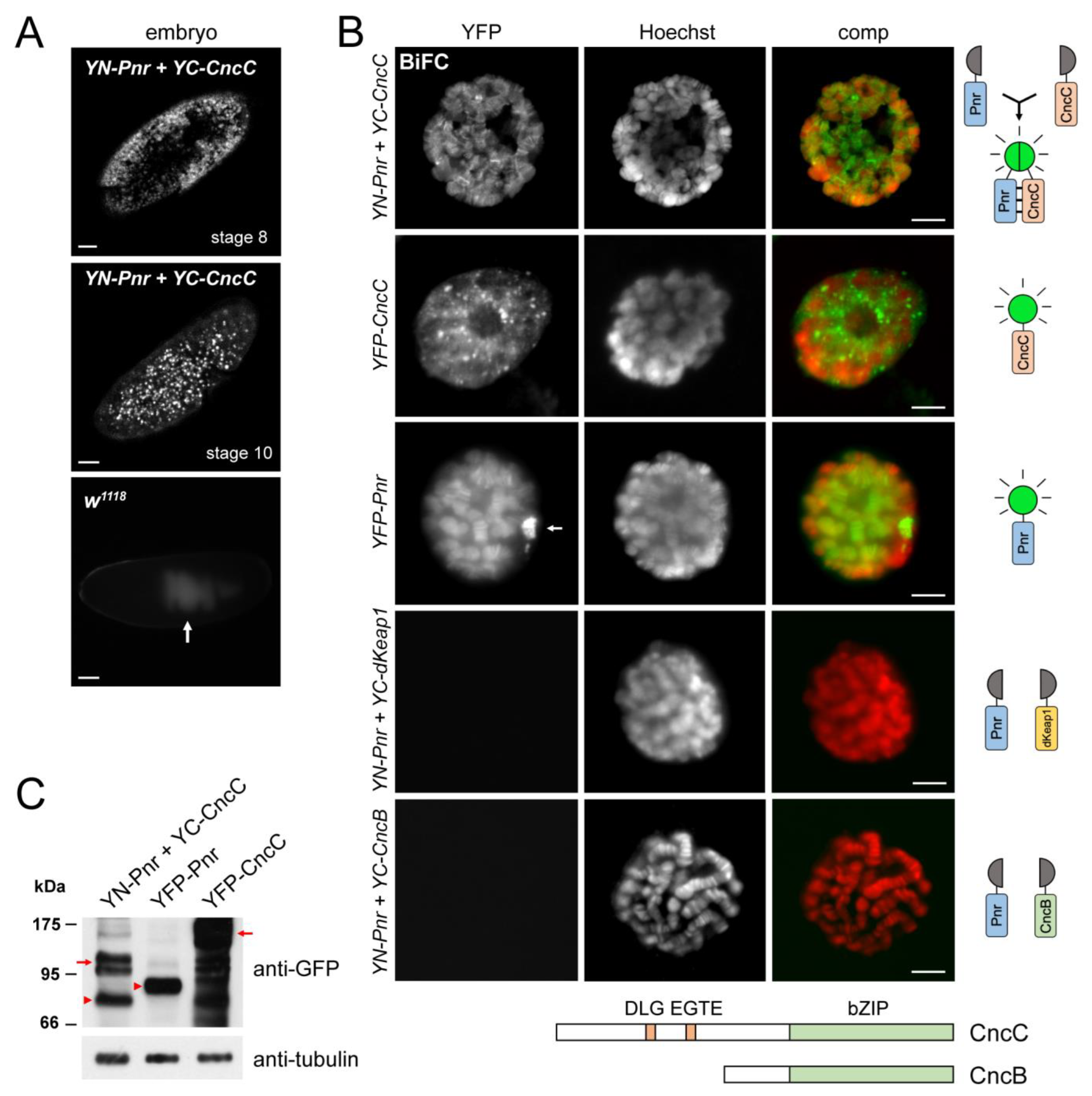 Cells 12 00938 g001 Cells 12 00938 g001