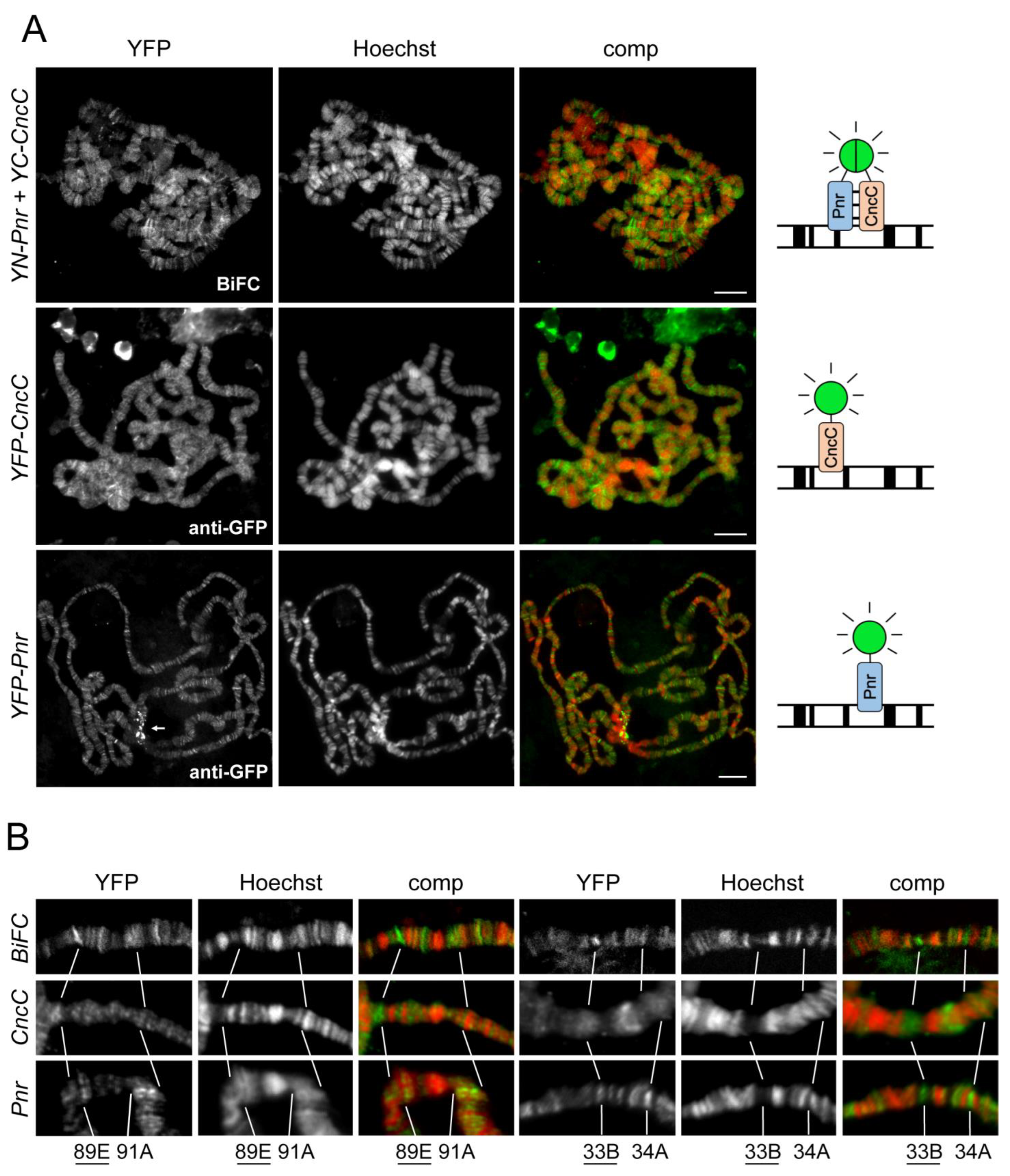Cells 12 00938 g002 Cells 12 00938 g002