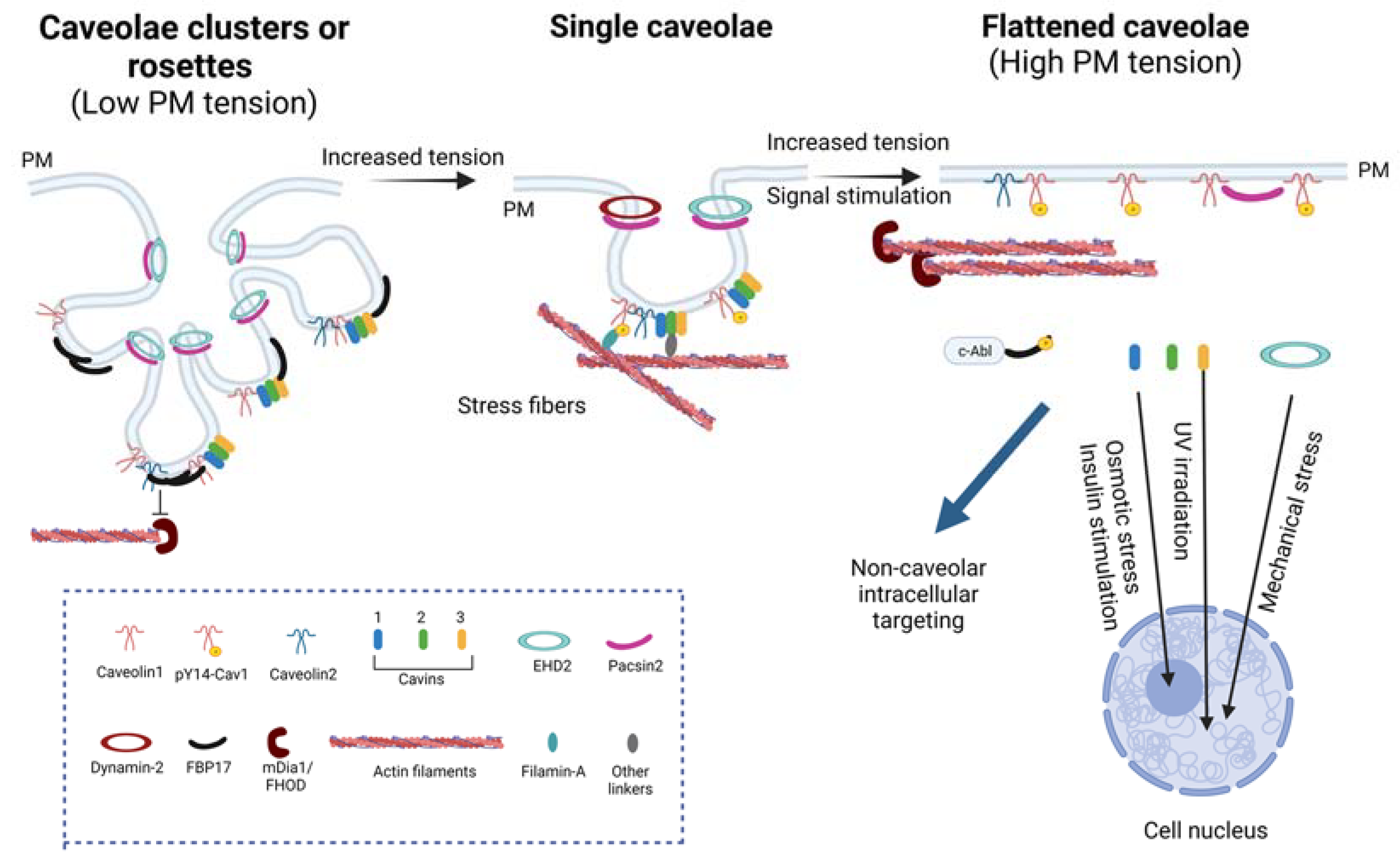 Cells 12 00942 g002 Cells 12 00942 g002