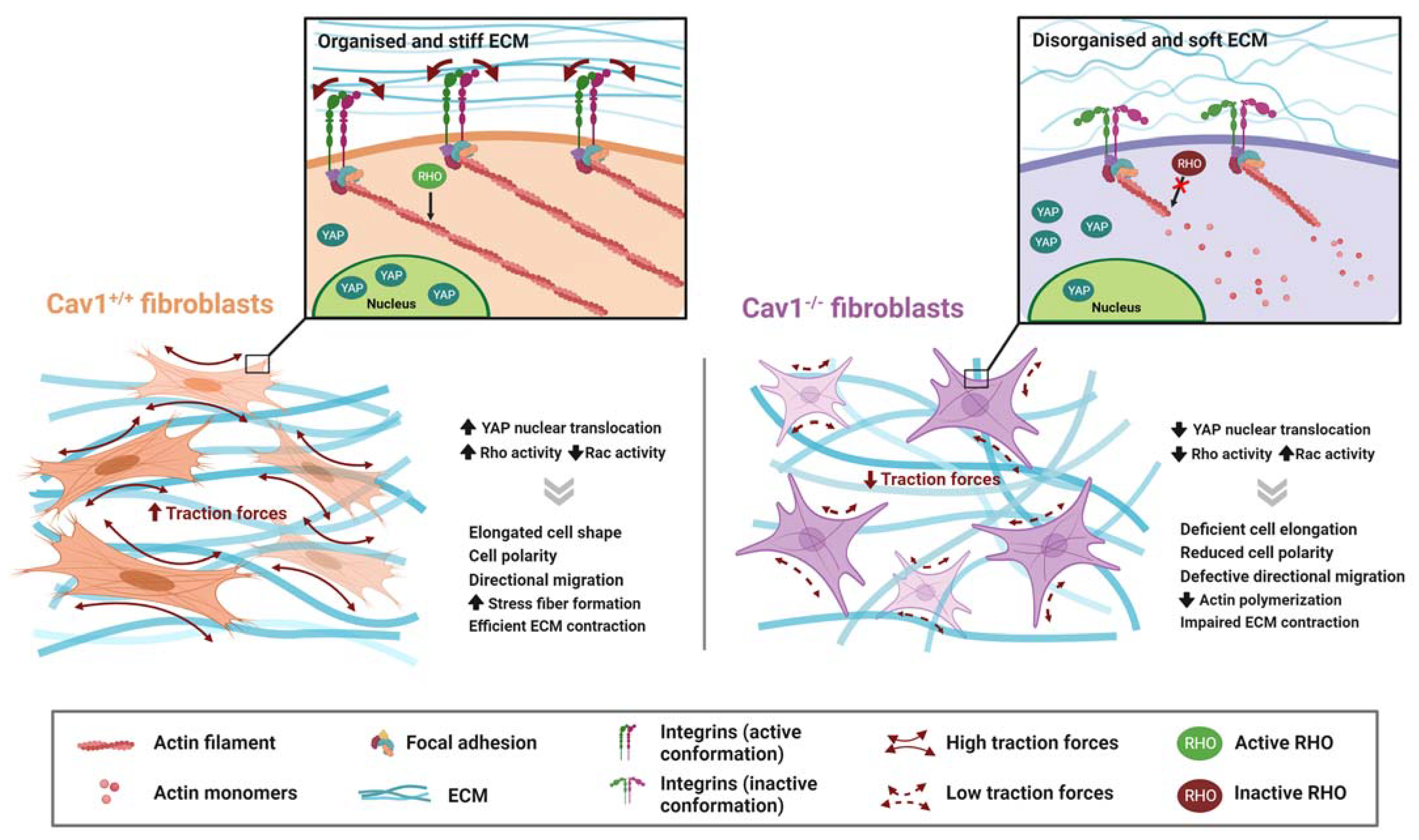 Cells 12 00942 g003 Cells 12 00942 g003